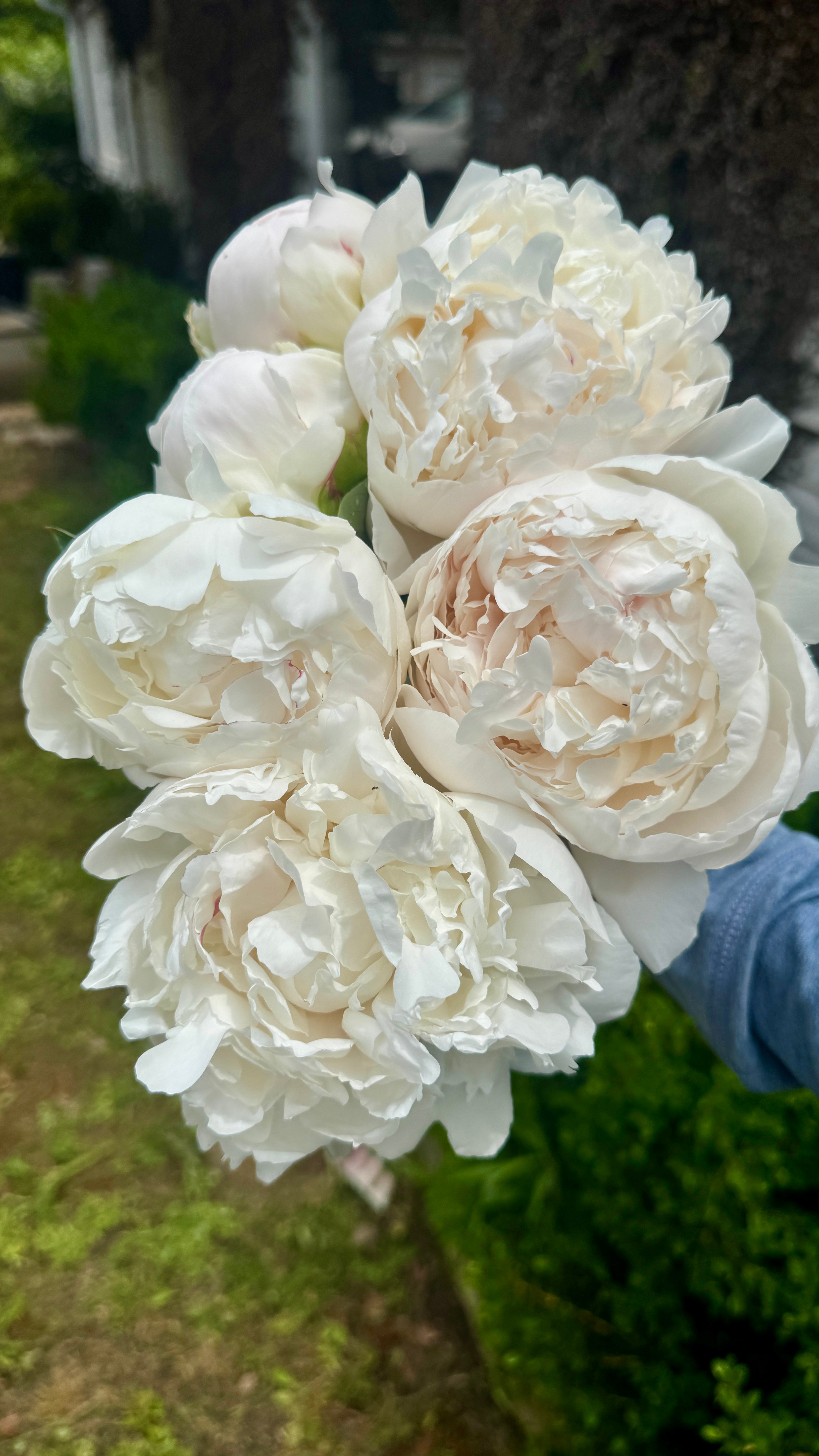 Peony Roots- Henry Sass (1 Bareroot) 5-8 eyes