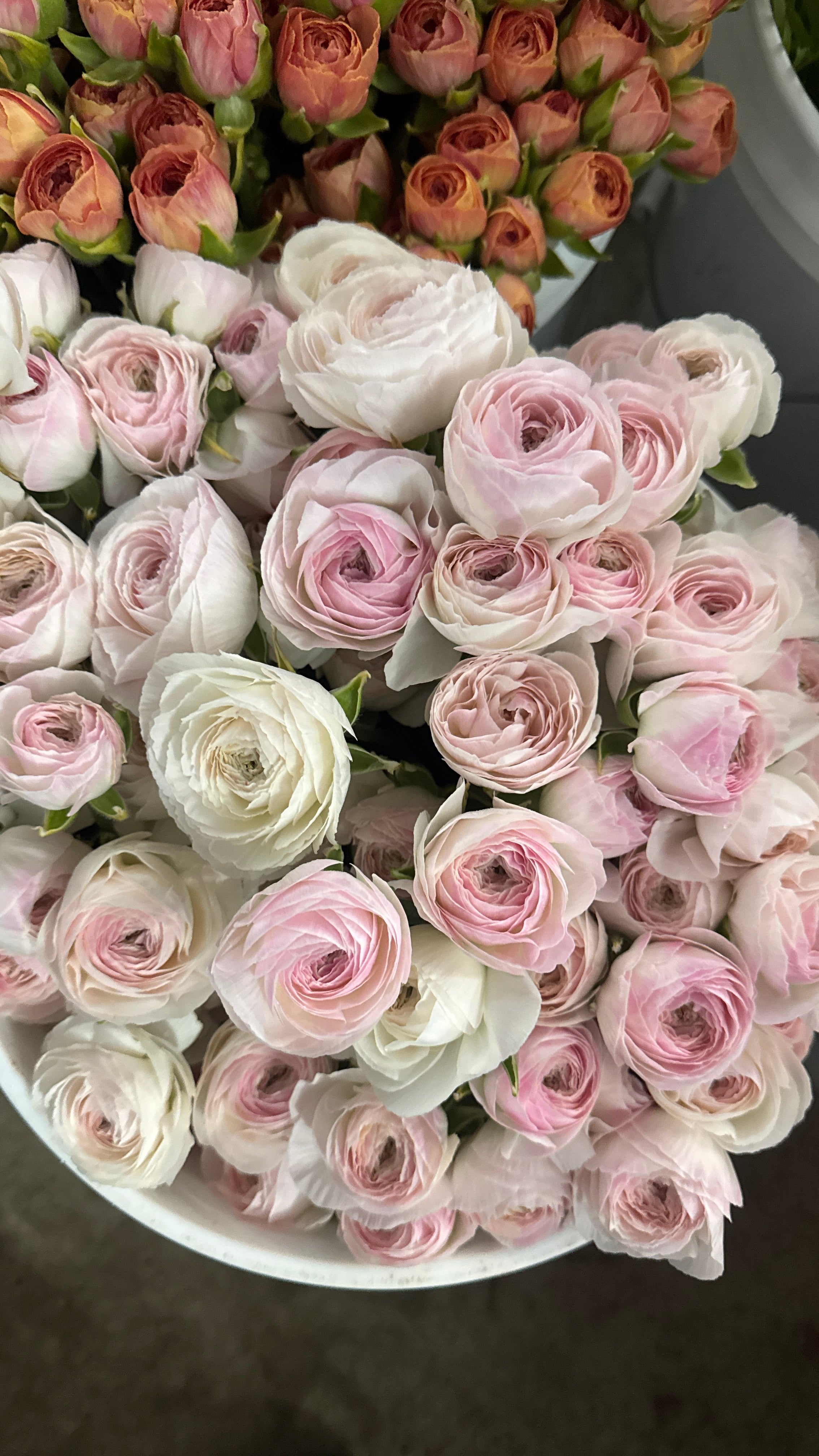Ranunculus- Romance Courchevel