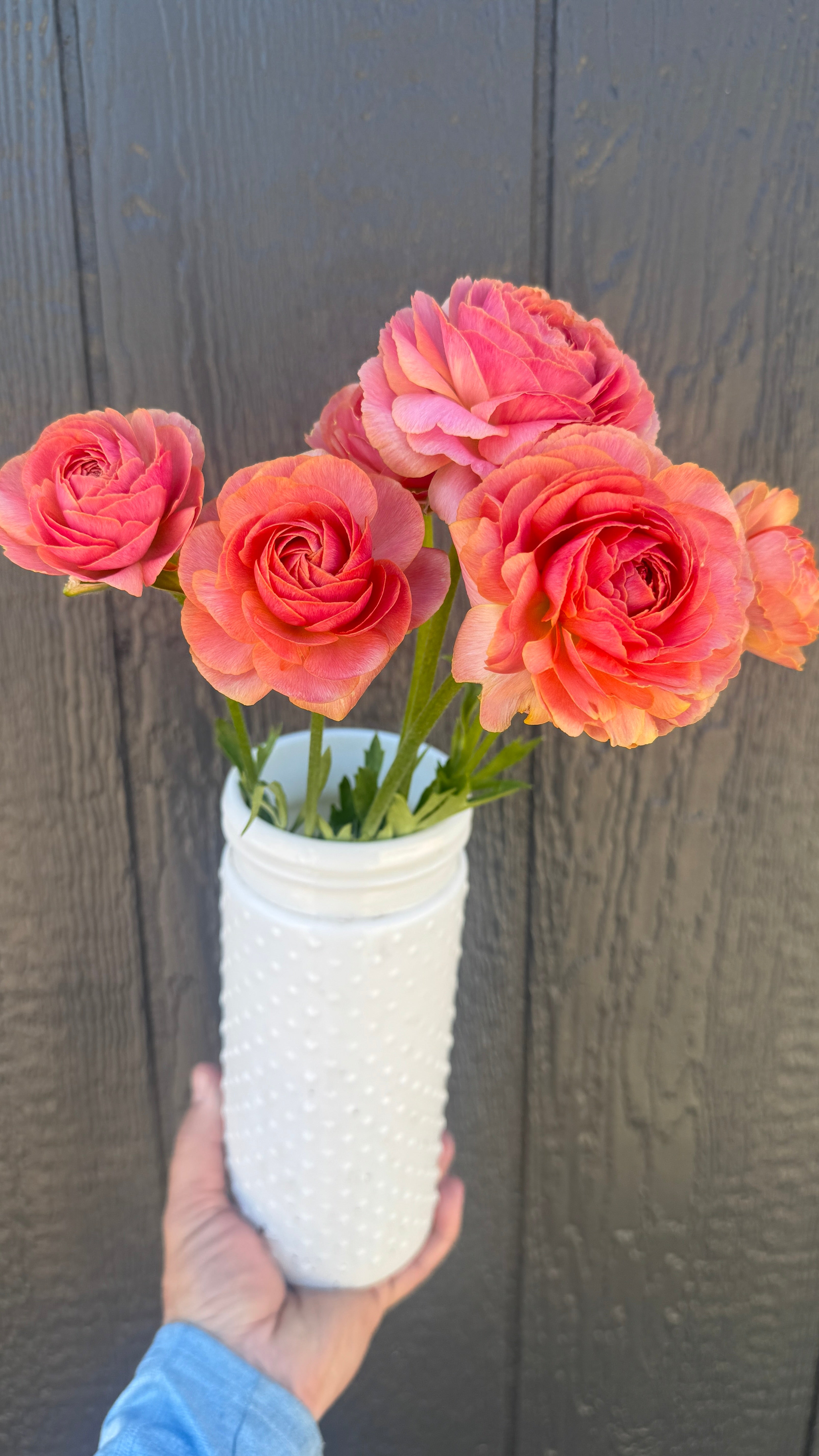 Ranunculus- Romance Nohant