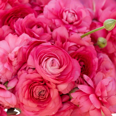 Ranunculus- Italian Hot Pink Ciclamino