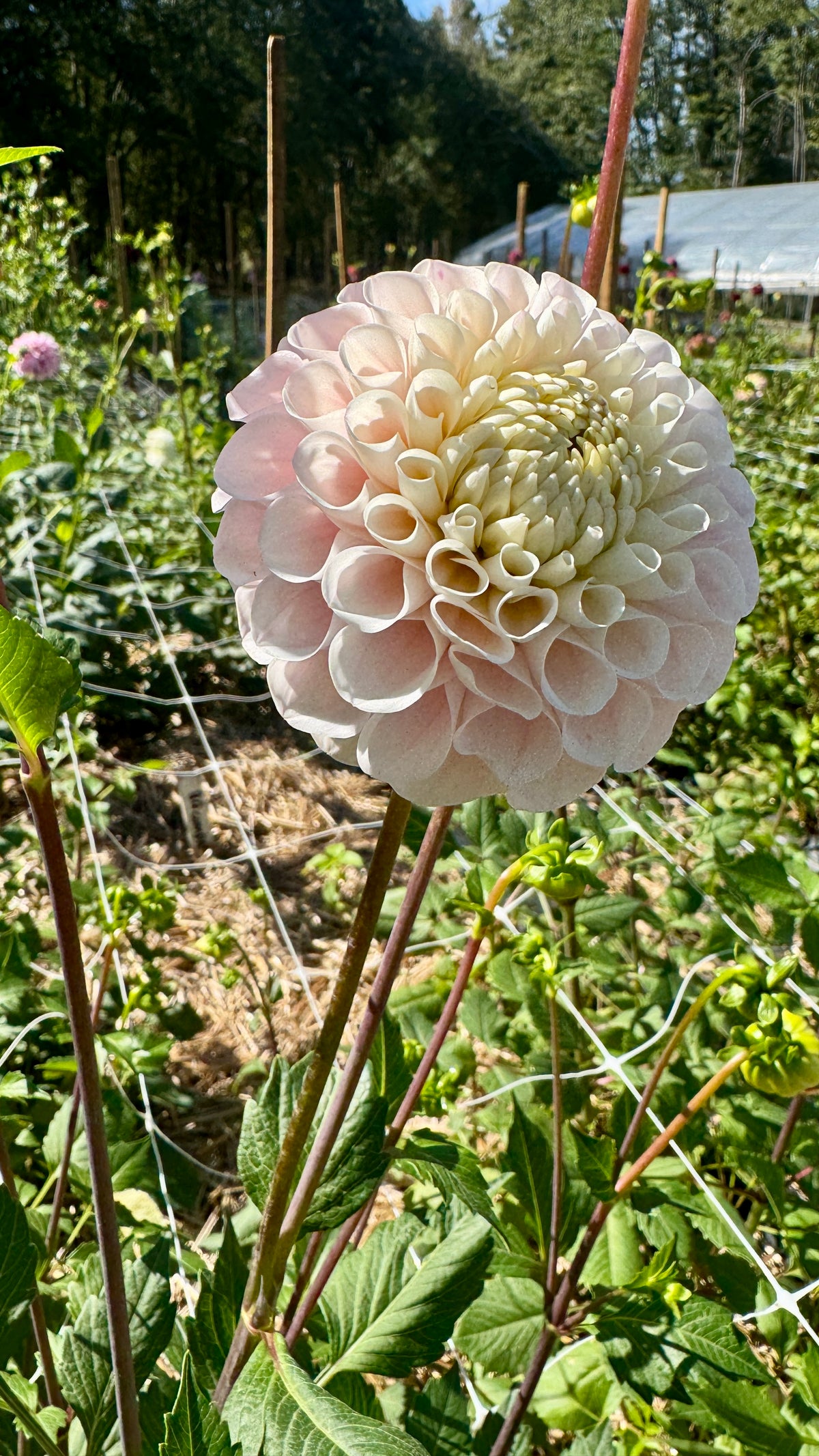 Fall Shipped- 20th Ave Memory Dahlia Tuber