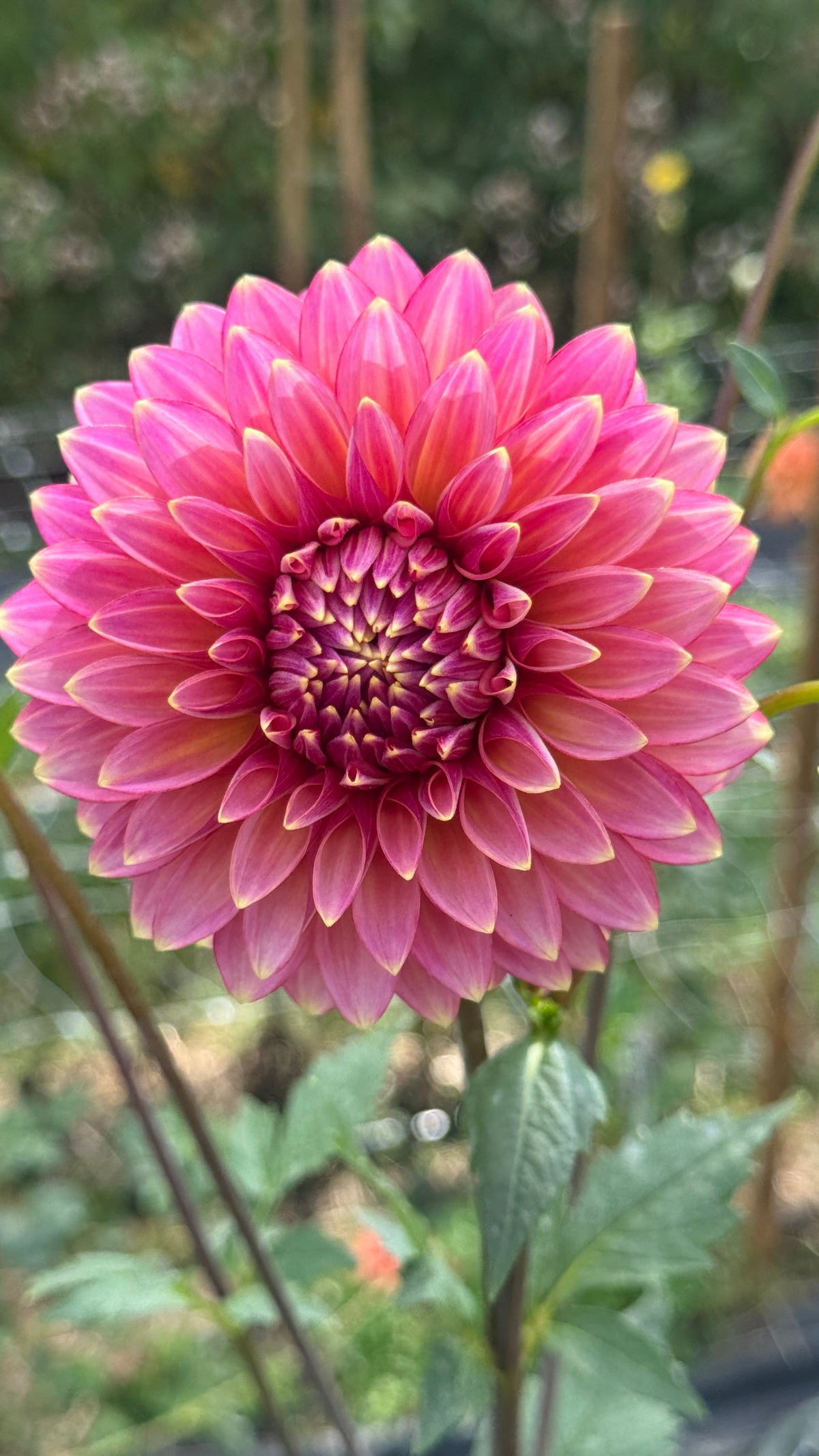 Fall Shipped- Bloomquist Mojo Dahlia Tuber