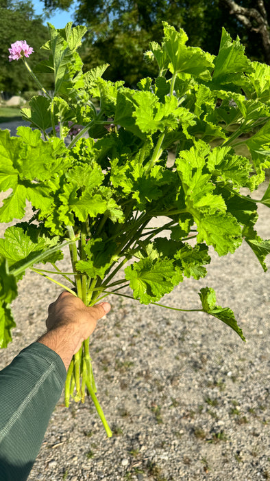 Rooted Cutting- Scented Geranium