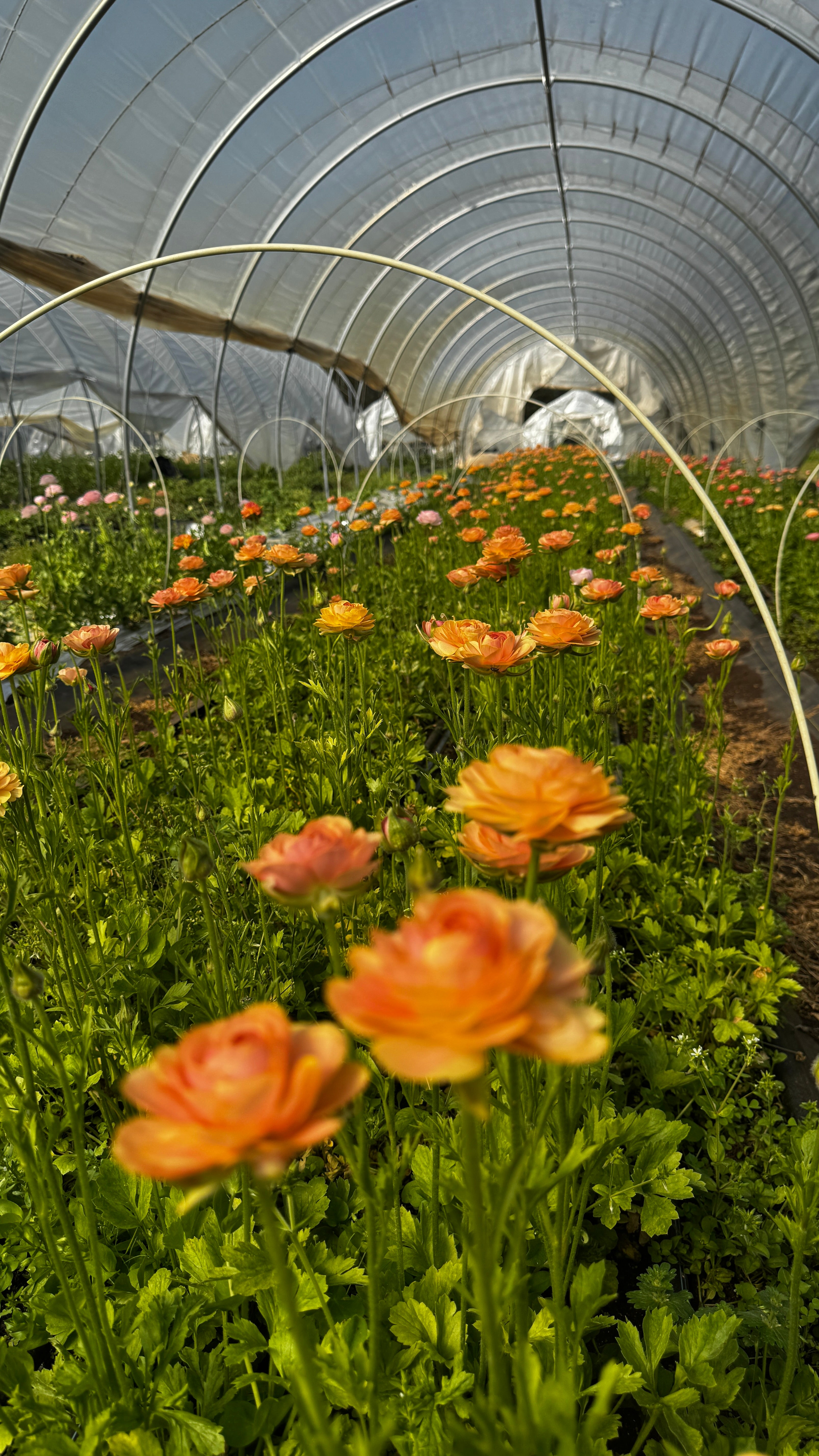 Ranunculus- Romance Nohant