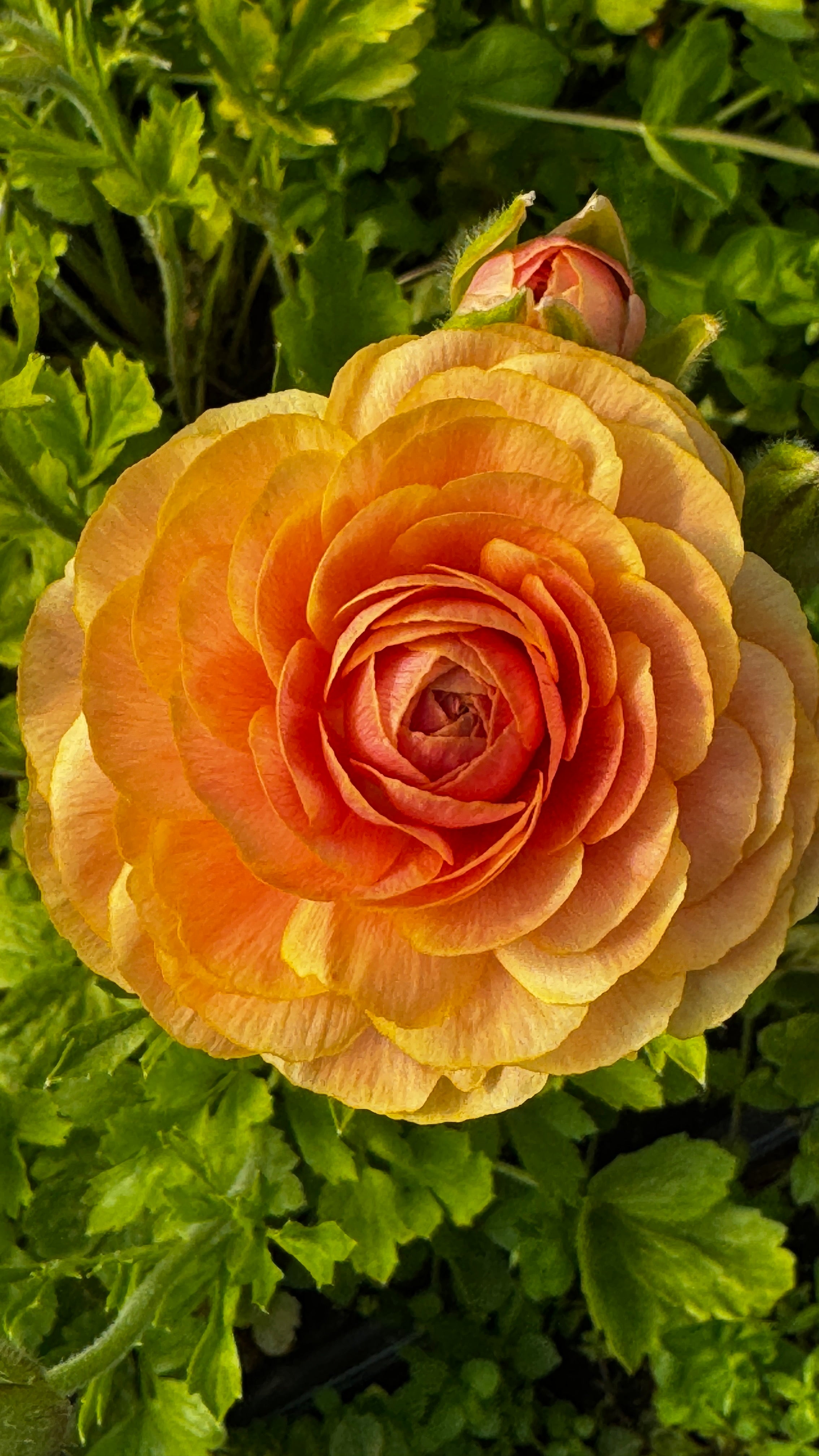 Ranunculus- Romance Nohant
