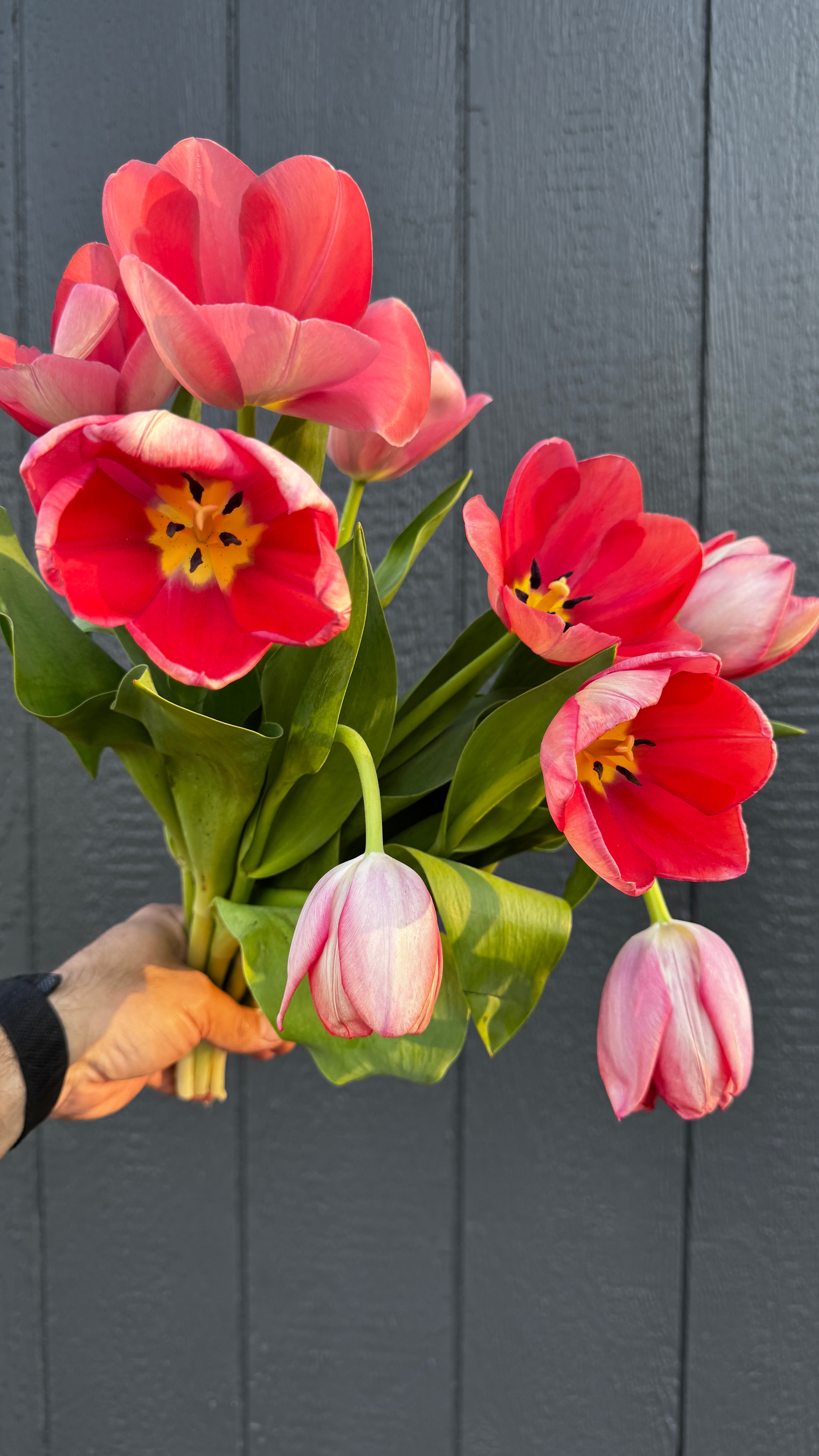 Tulip- Mystic Van Eijk (10 pack)
