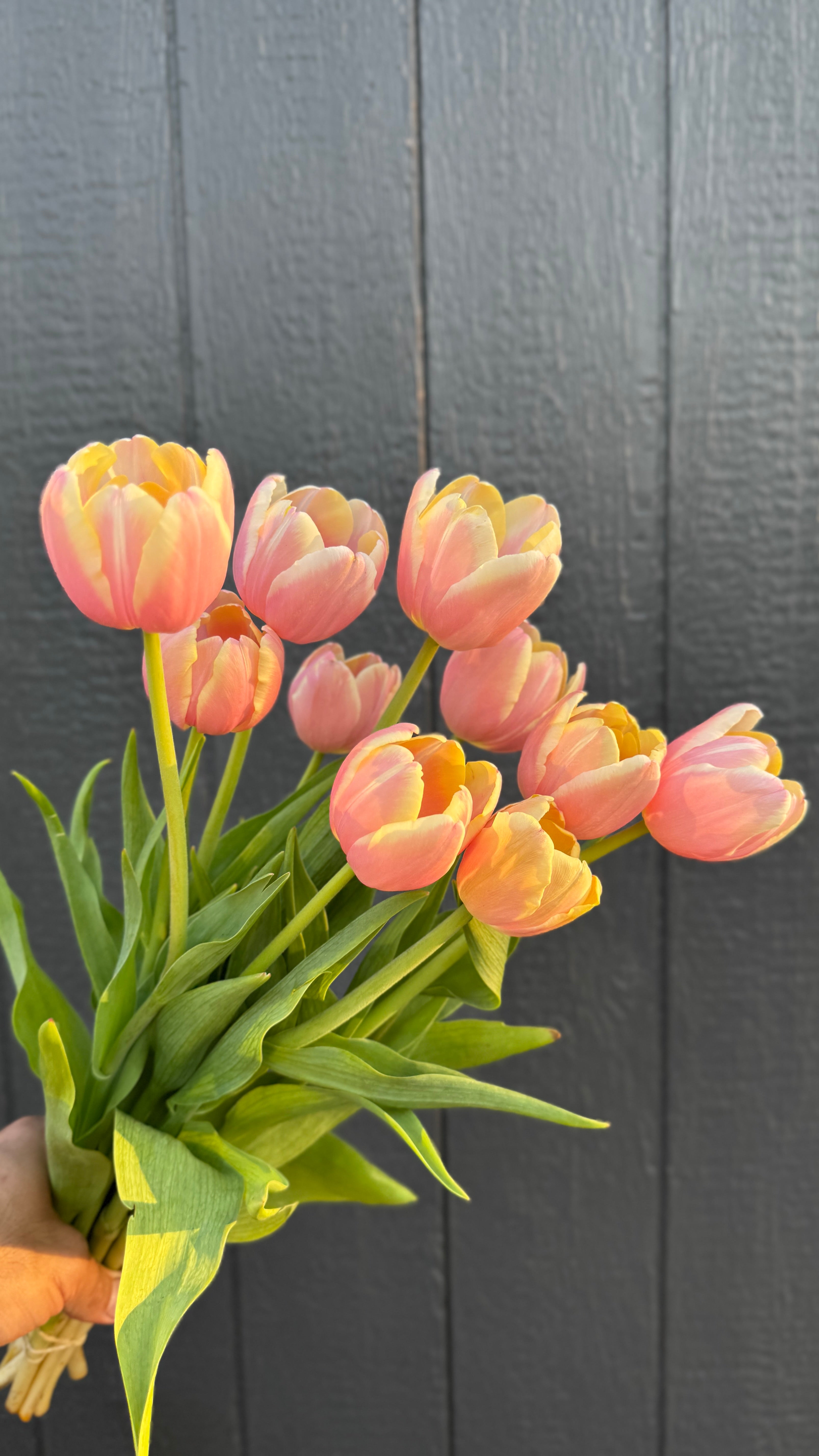 Tulip- Mango Charm (10 Pack)
