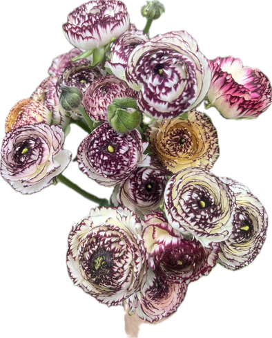 Ranunculus- Italian Bianco Striato