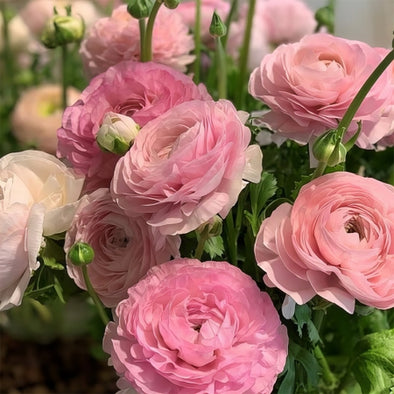 Ranunculus- Italian Rosa Chiaro