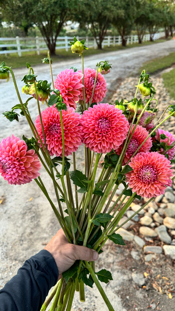 Rooted Cutting (5-pk) Dahlia-Linda's Baby