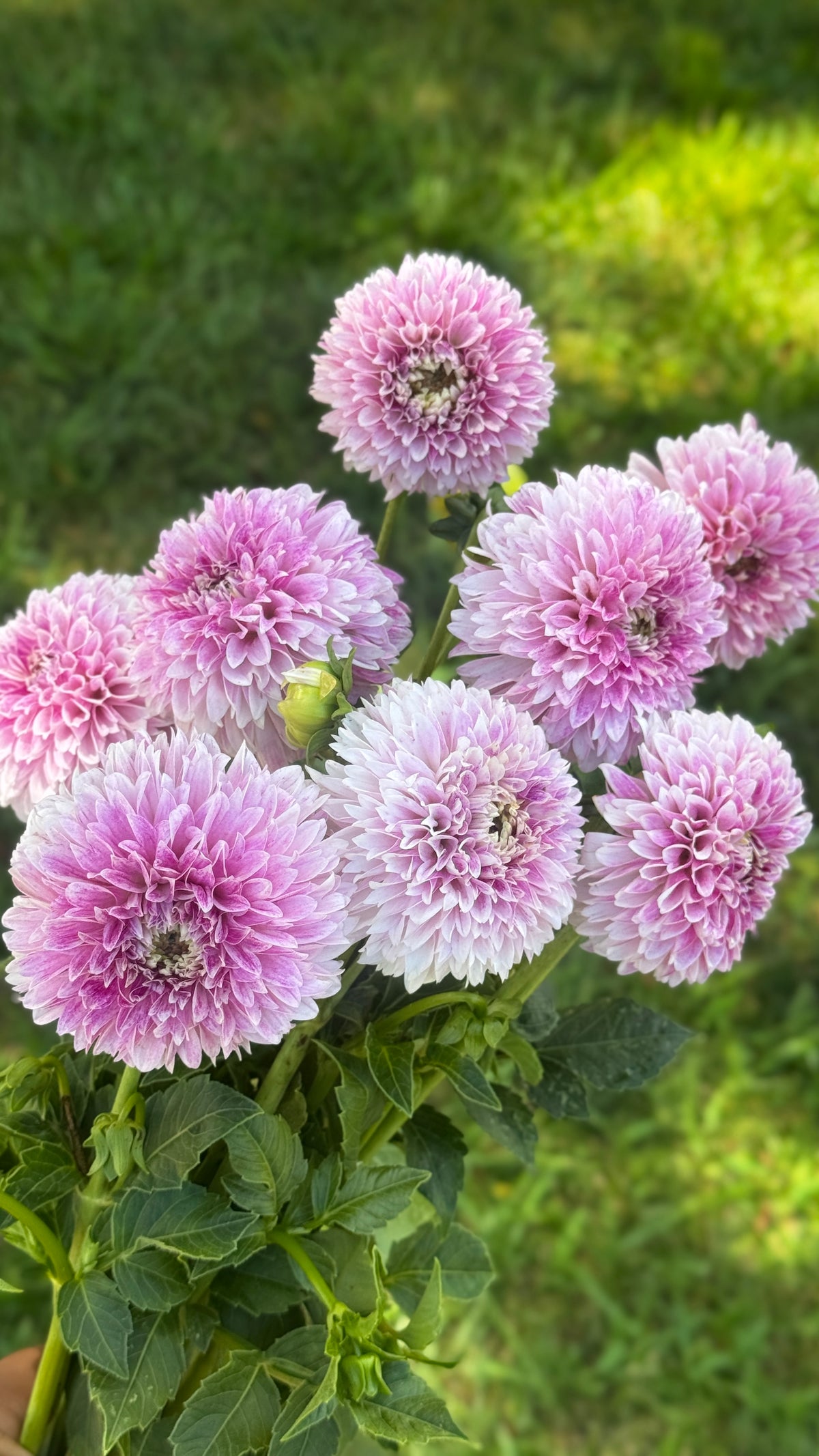 Fall Shipped- Marshmallow Baby Dahlia Tuber