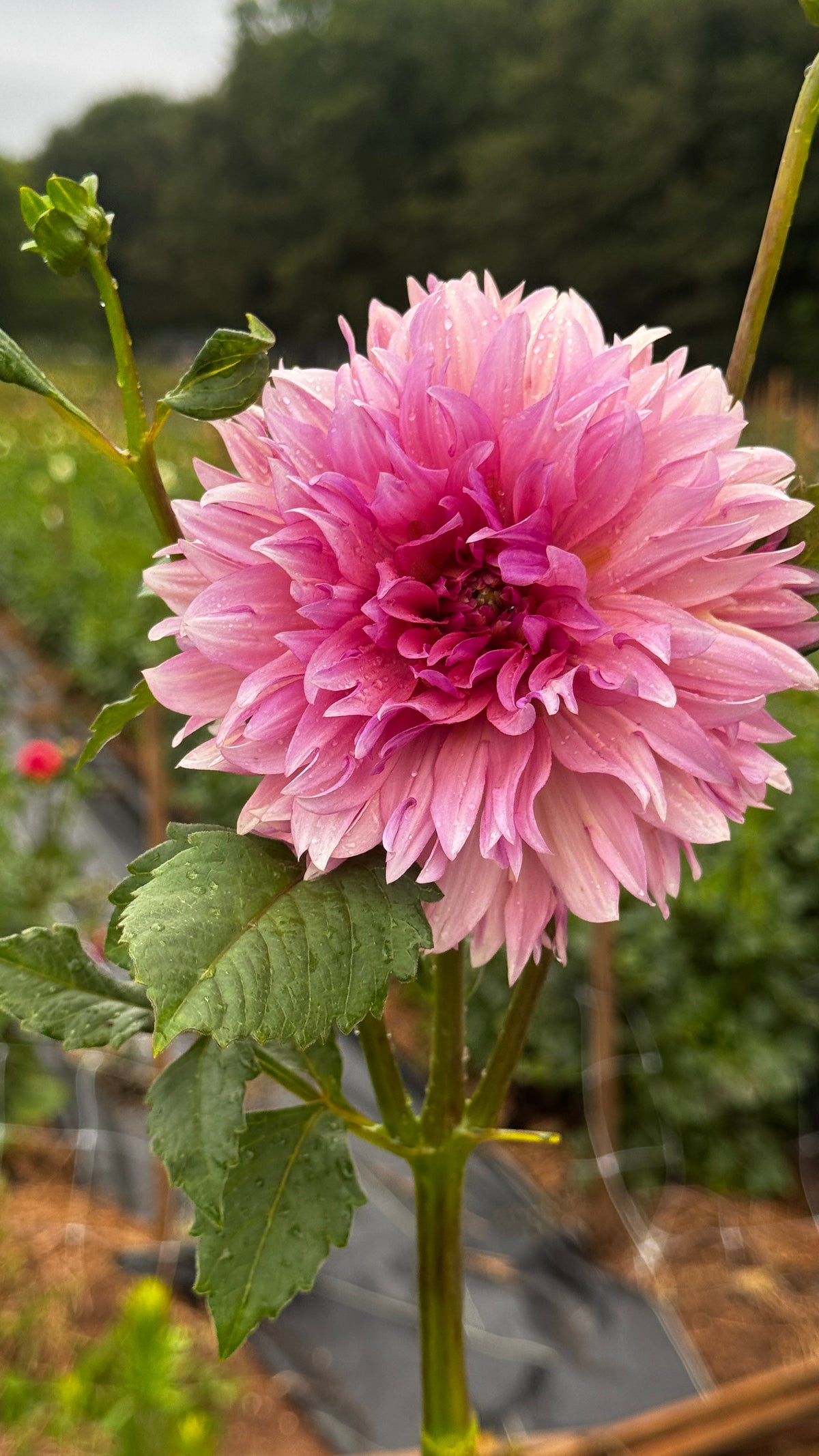 Fall Shipped- La Belle Epoque Dahlia Tuber