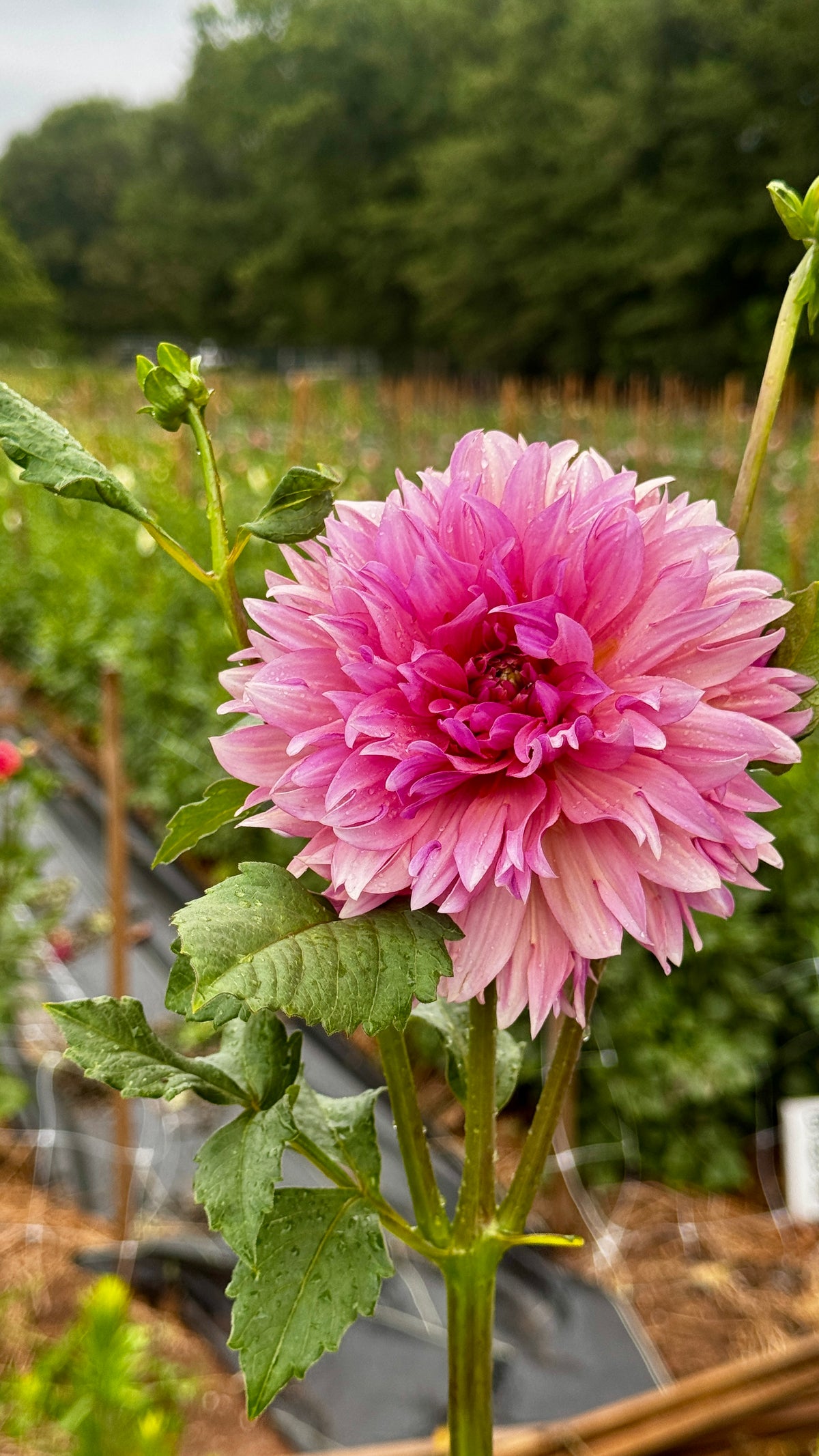 Fall Shipped- La Belle Epoque Dahlia Tuber