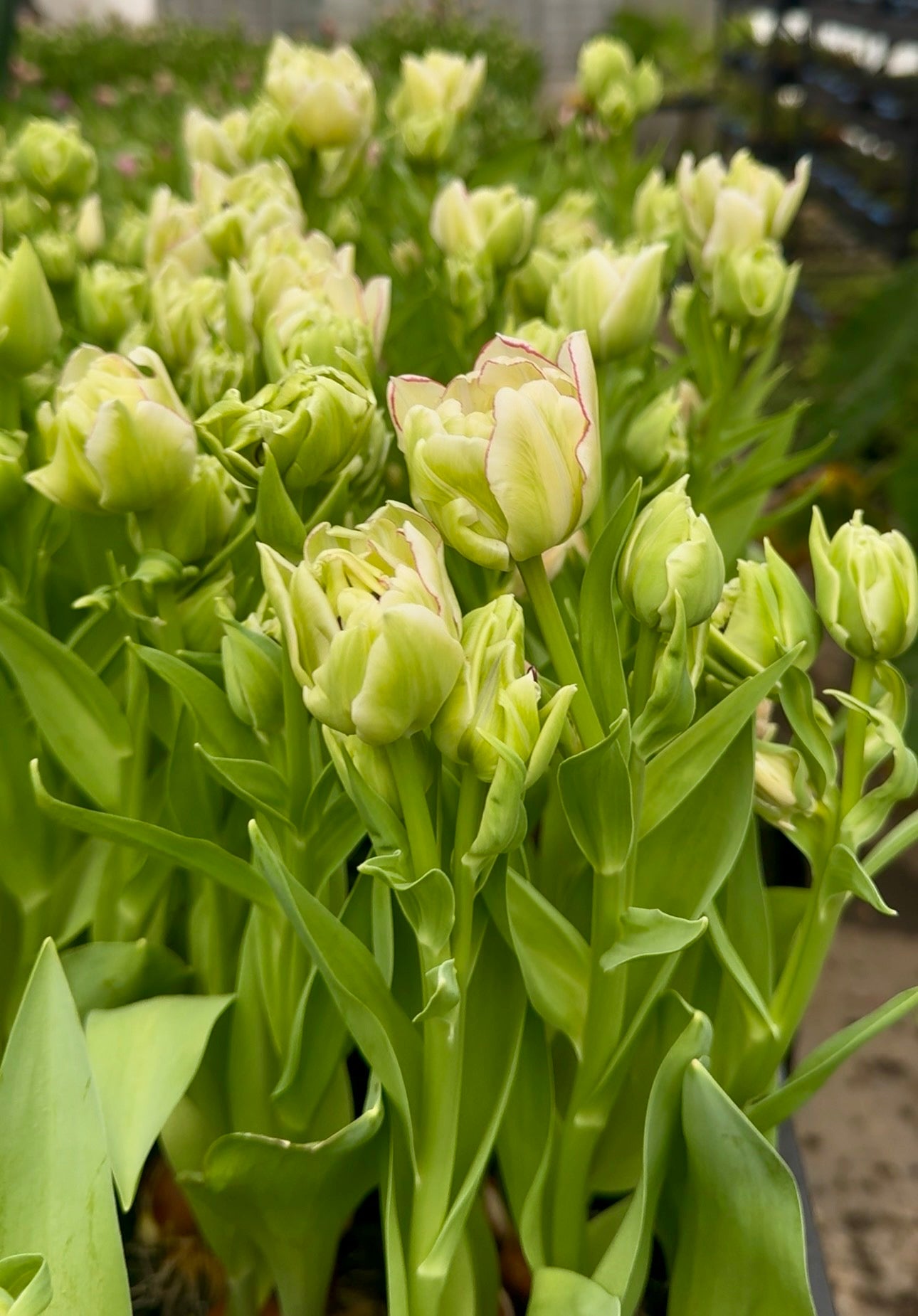 Tulip- Belicia (10 Pack)