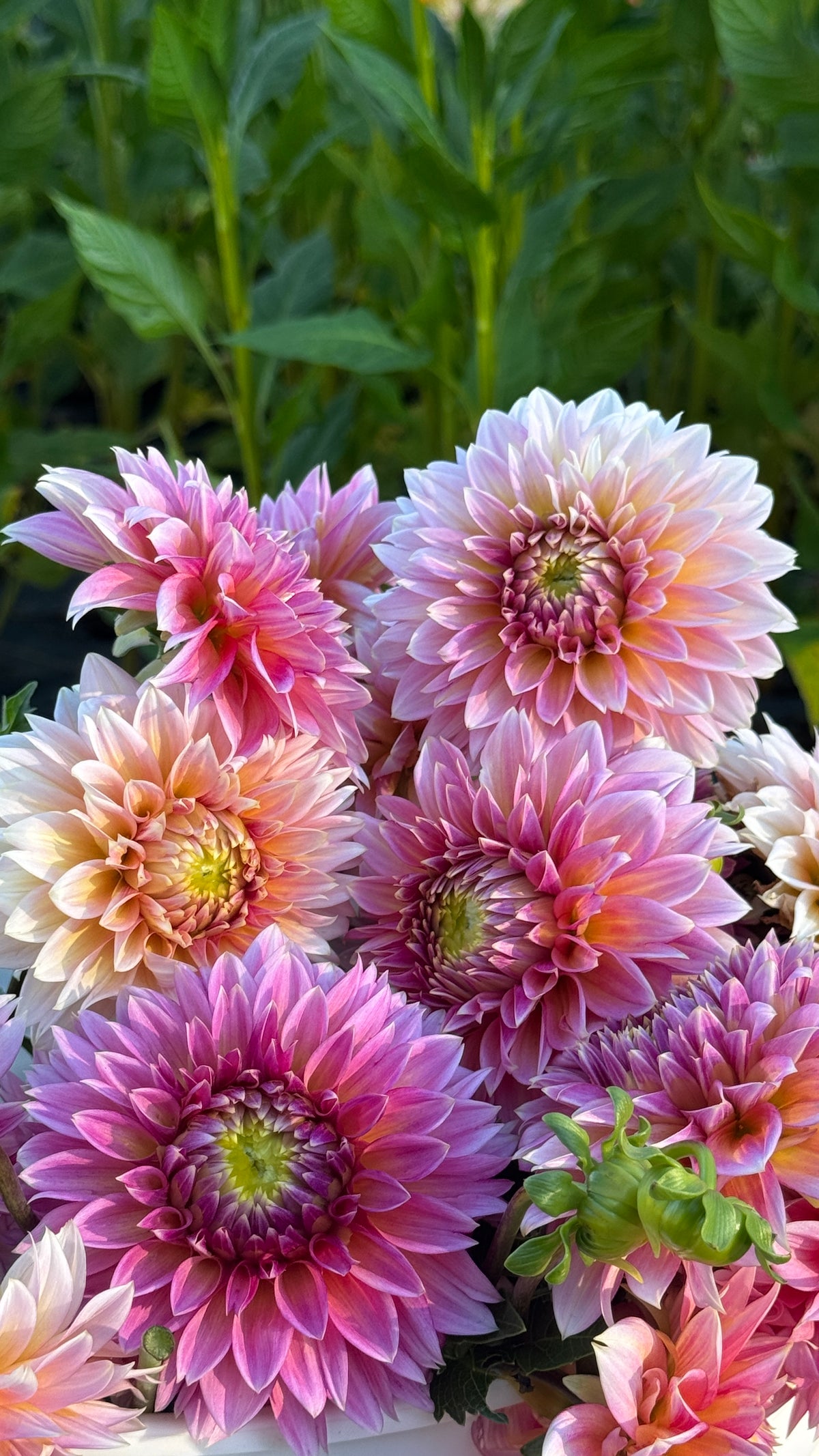 Fall Shipped- Bloomquist Mojo Dahlia Tuber