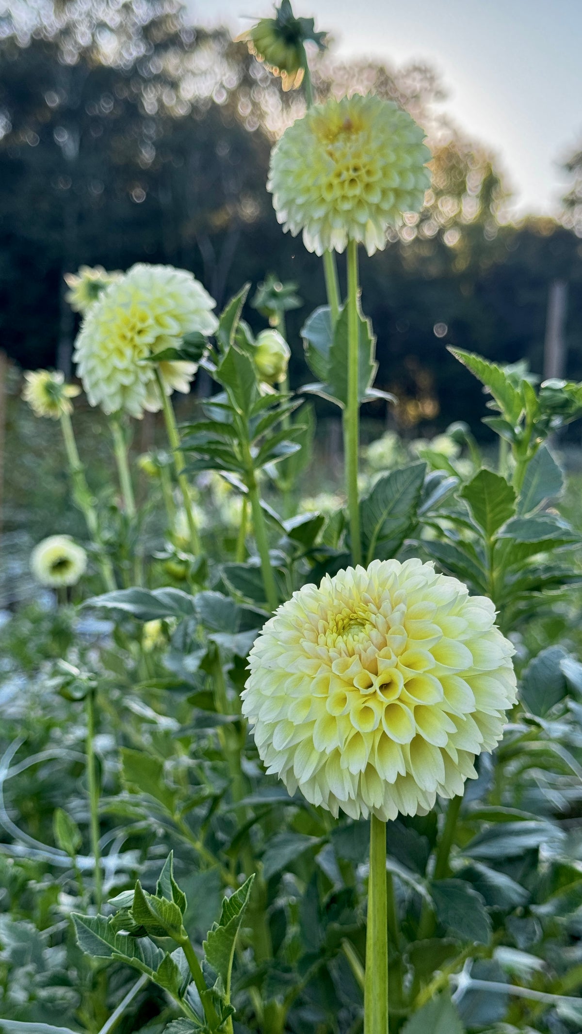 Fall Shipped- Skipley Moonglow Dahlia Tuber