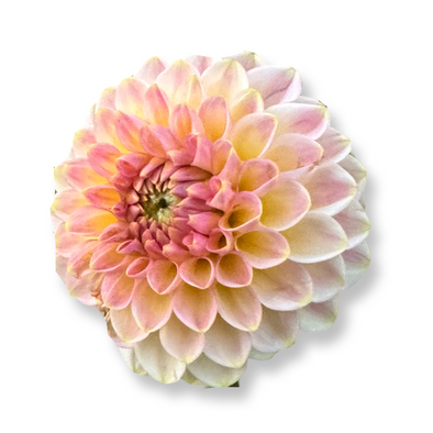 Rooted Cutting (5-pk) Dahlia-20th Avenue Softer Peach