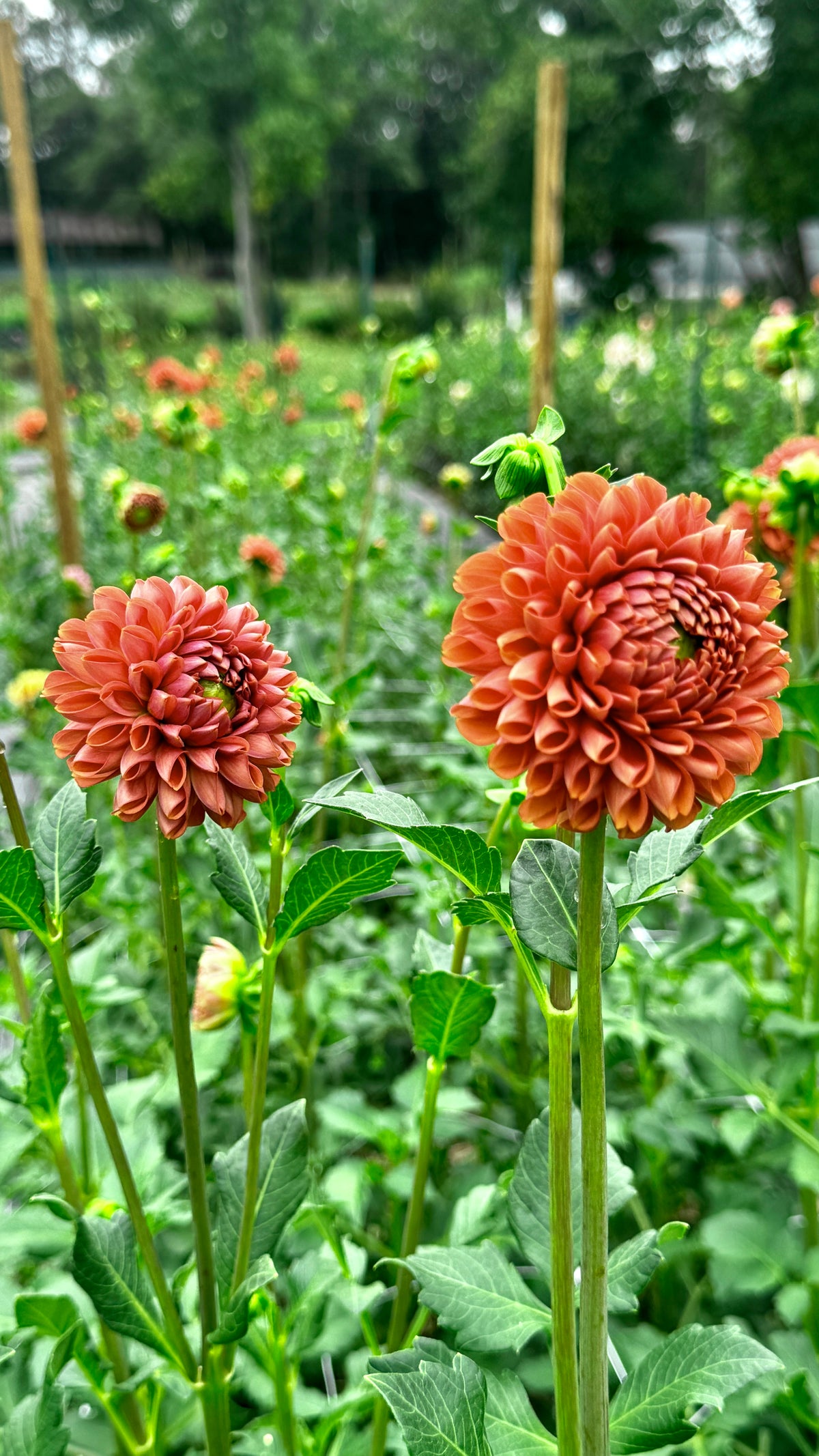 Fall Shipped- Cornel Bronze Dahlia Tuber