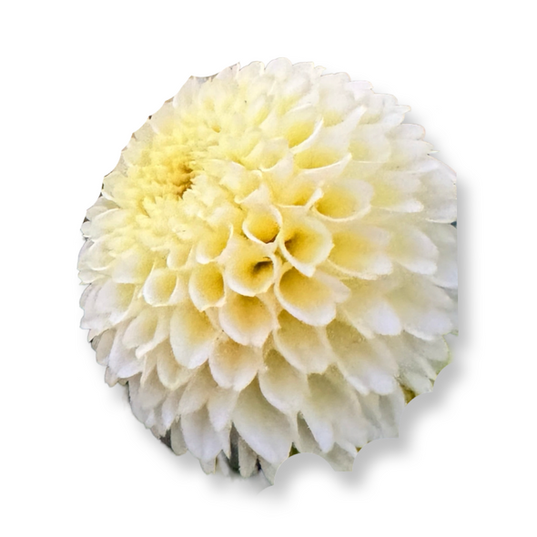 Rooted Cutting (5-pk) Dahlia-Skipley Moonglow