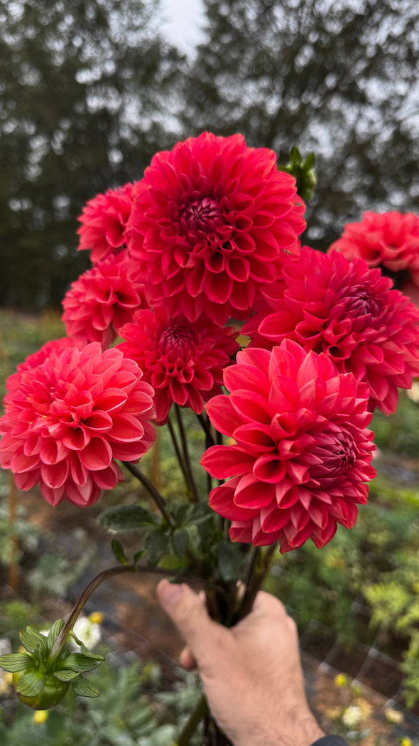 Rooted Cutting (5-pk) Dahlia-Tempest