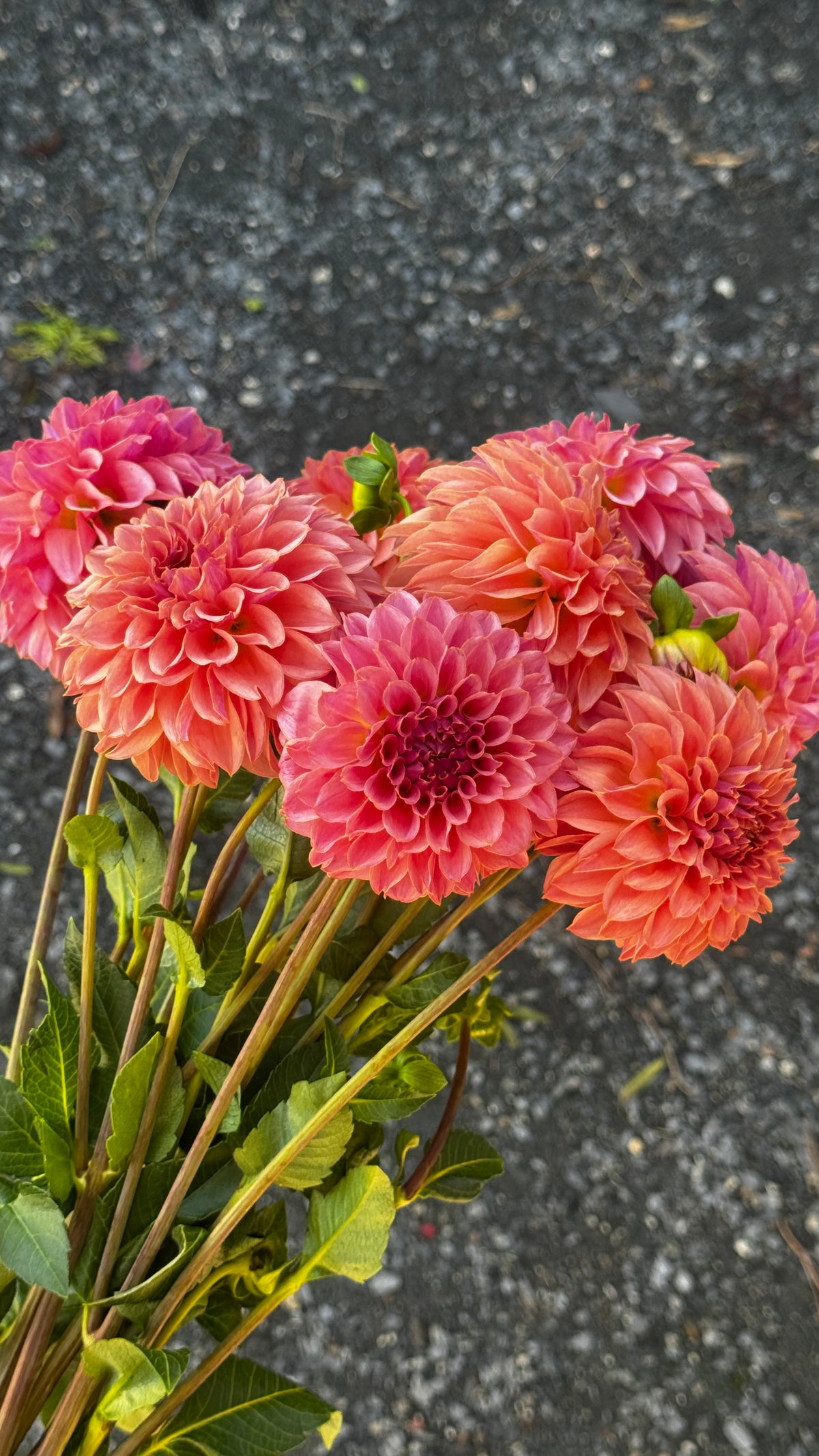 Fall Shipped- Coral Sea Dahlia Tuber