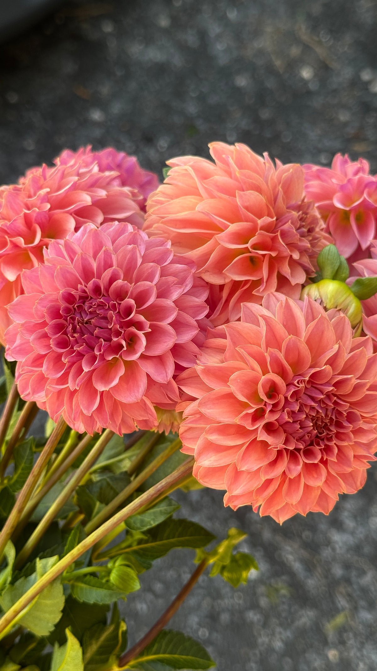 Fall Shipped- Coral Sea Dahlia Tuber