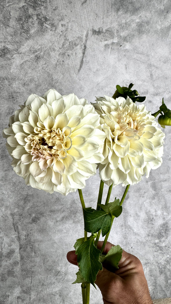 Rooted Cutting (5-pk) Dahlia-Irish Ruffles