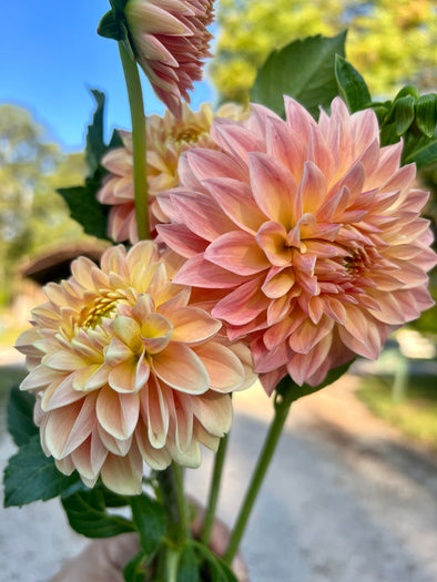 Rooted Cutting (5-pk) Dahlia- Hamilton Lillian