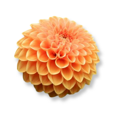 Rooted Cutting (5-pk) Dahlia- Sylvia