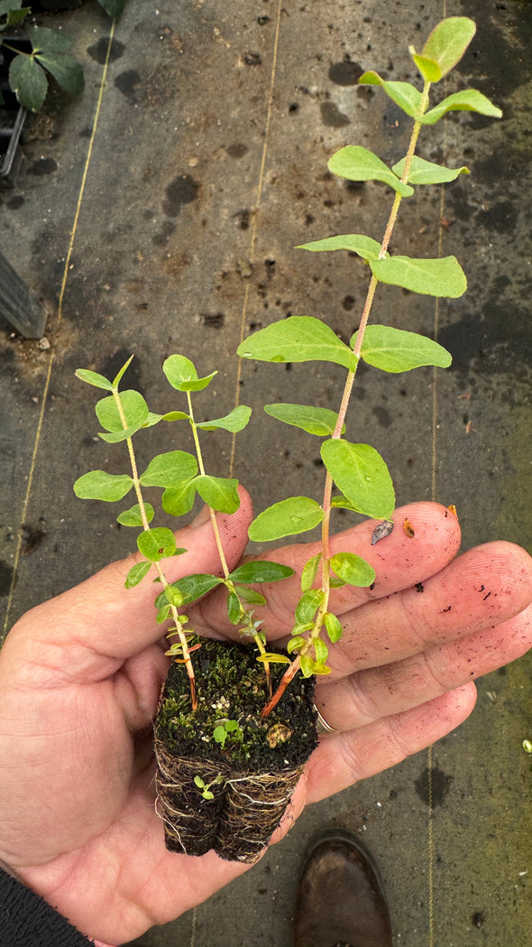 Rooted Cutting- Eucalyptus