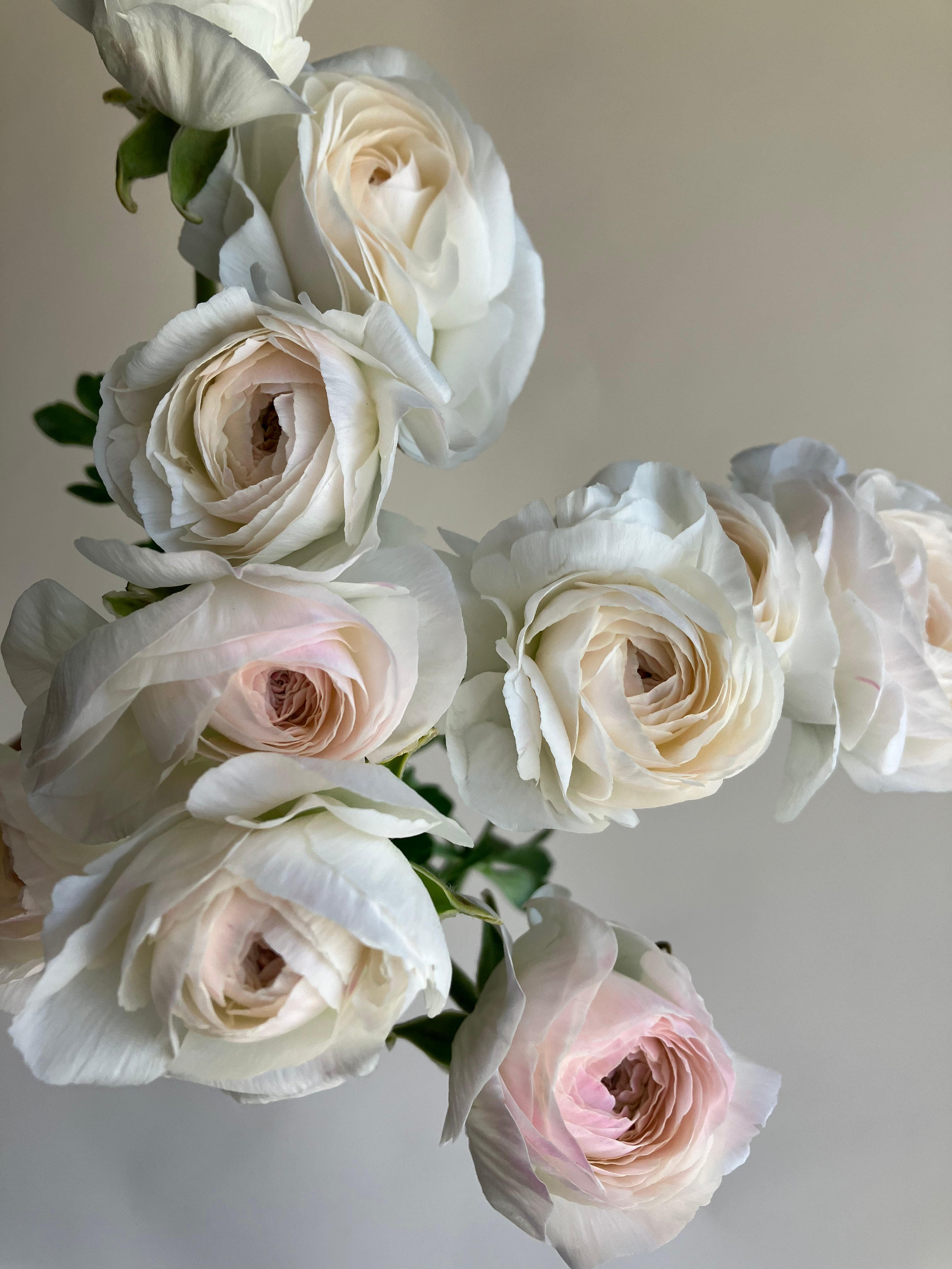 Ranunculus- Romance Courchevel