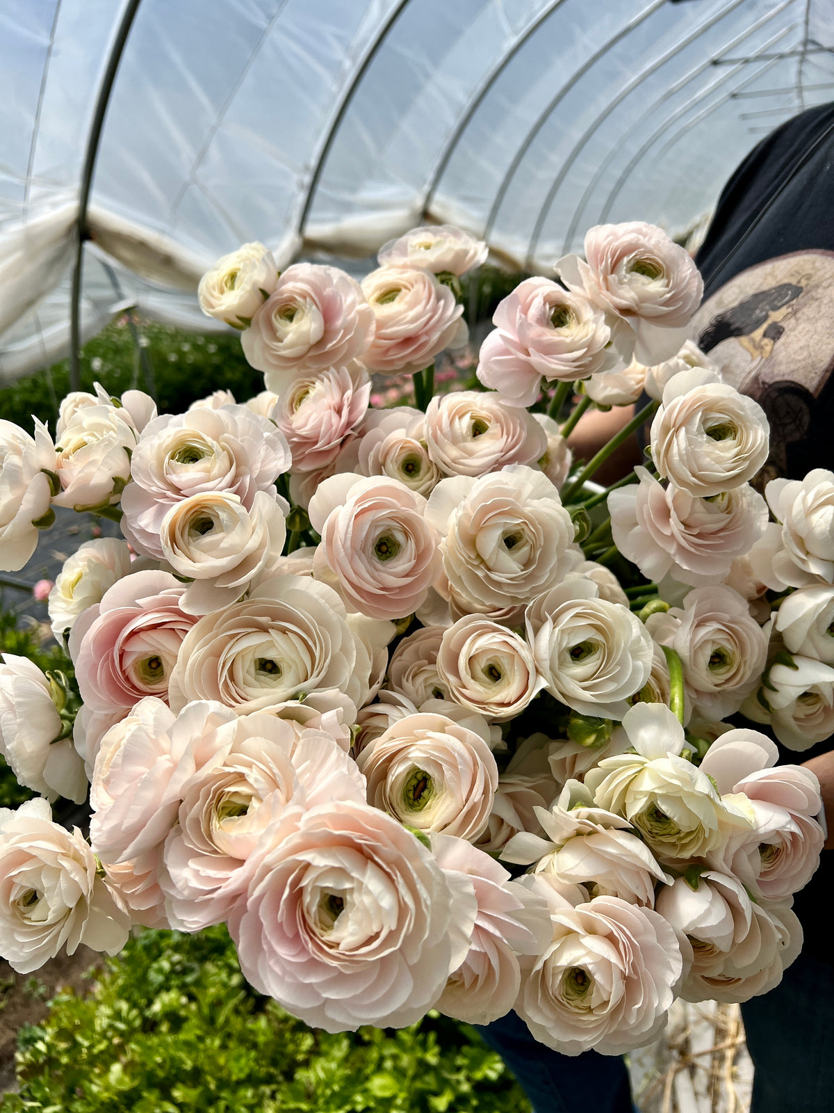 Standard Ranunculus Ranunculus Growing Guide – PetalPickers RETAIL