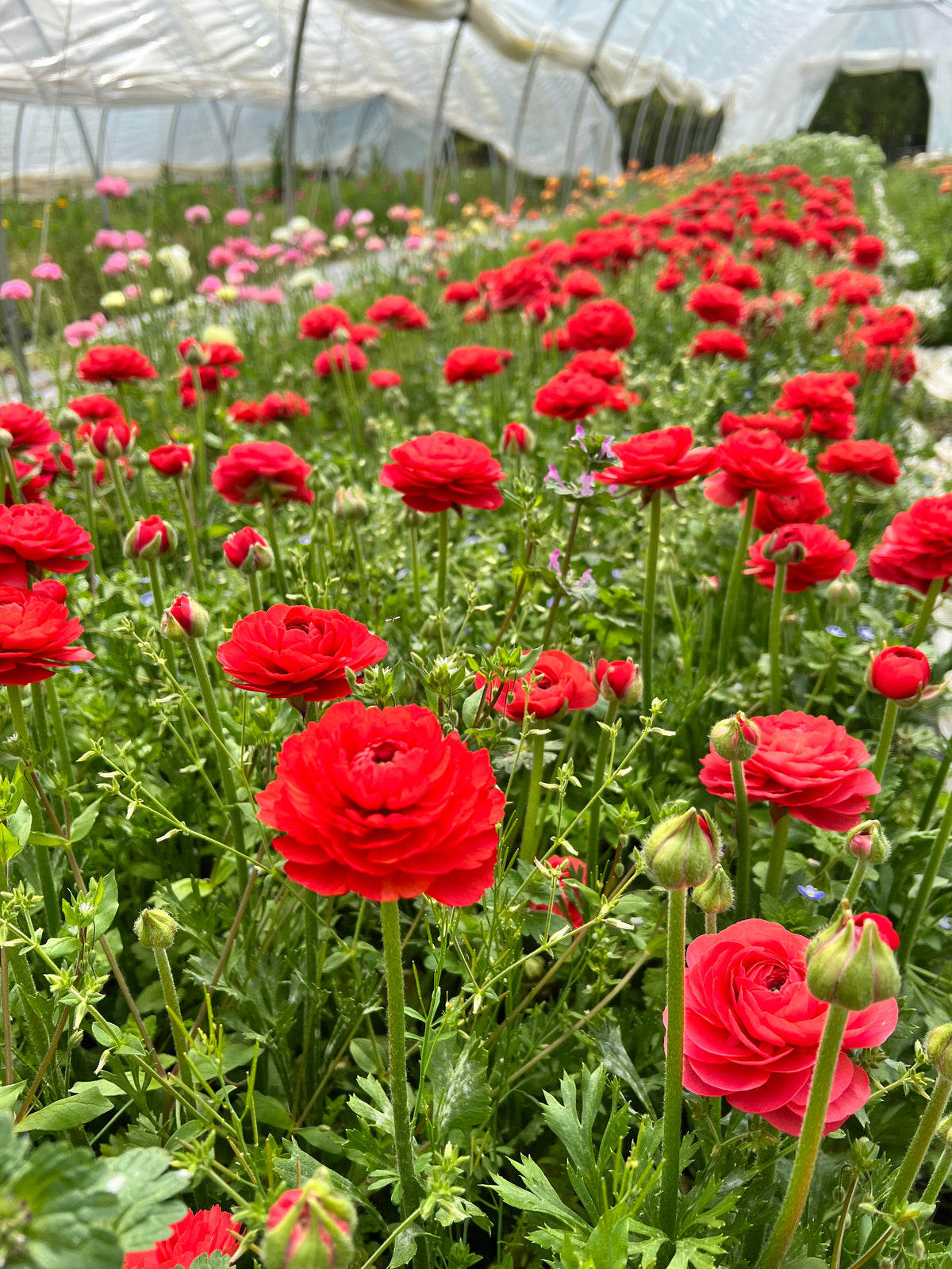 Fall Ranunulus Ranunculus Growing Guide – PetalPickers RETAIL