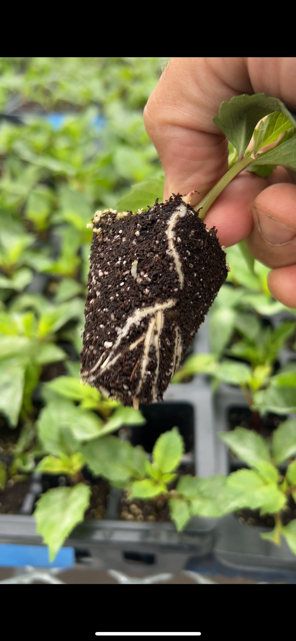 Rooted Cutting- Apple Mint