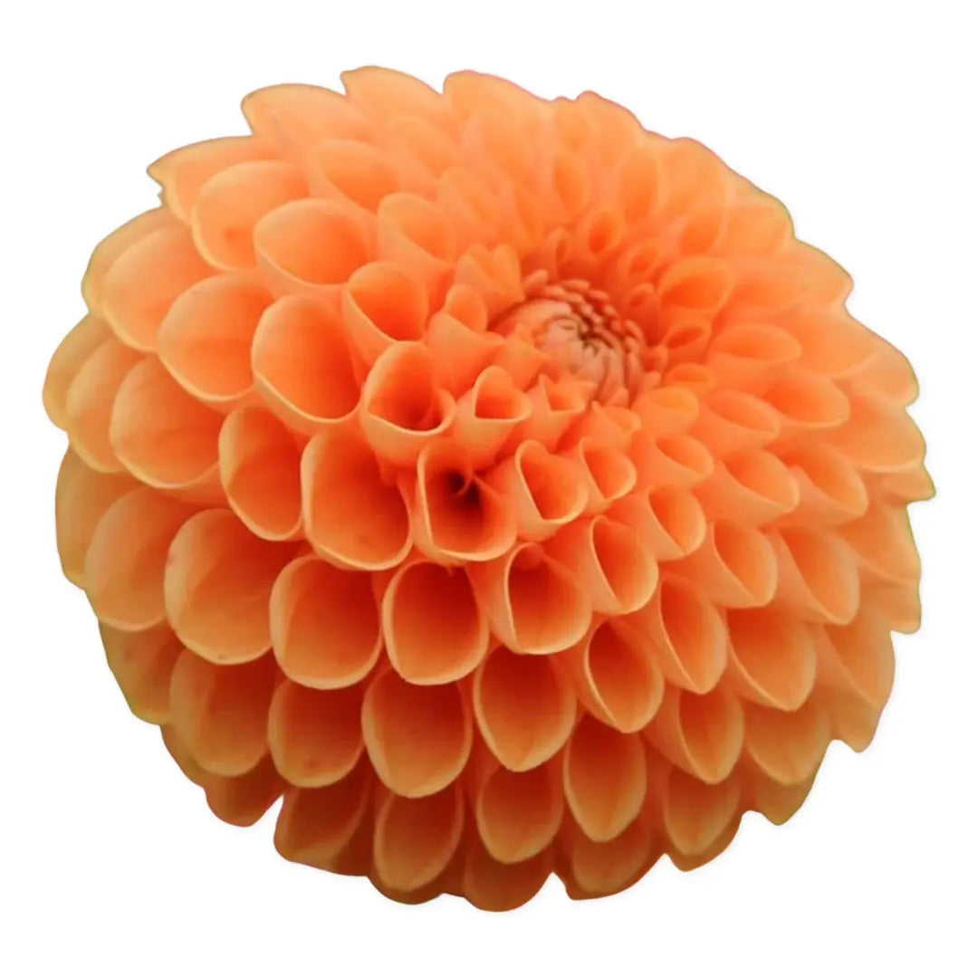 Jowey Nicky PetalPickers