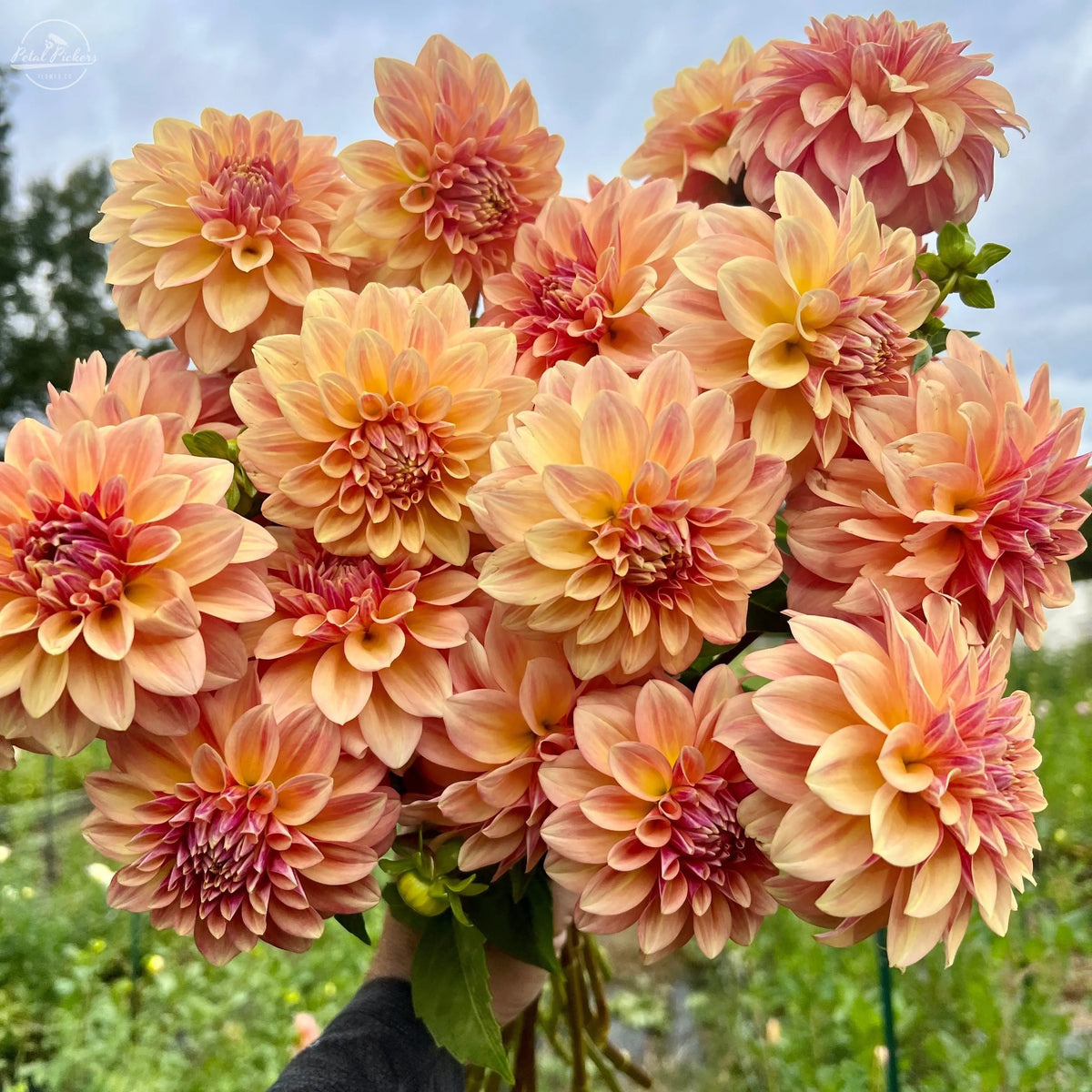 Miss Amara PetalPickers RETAIL