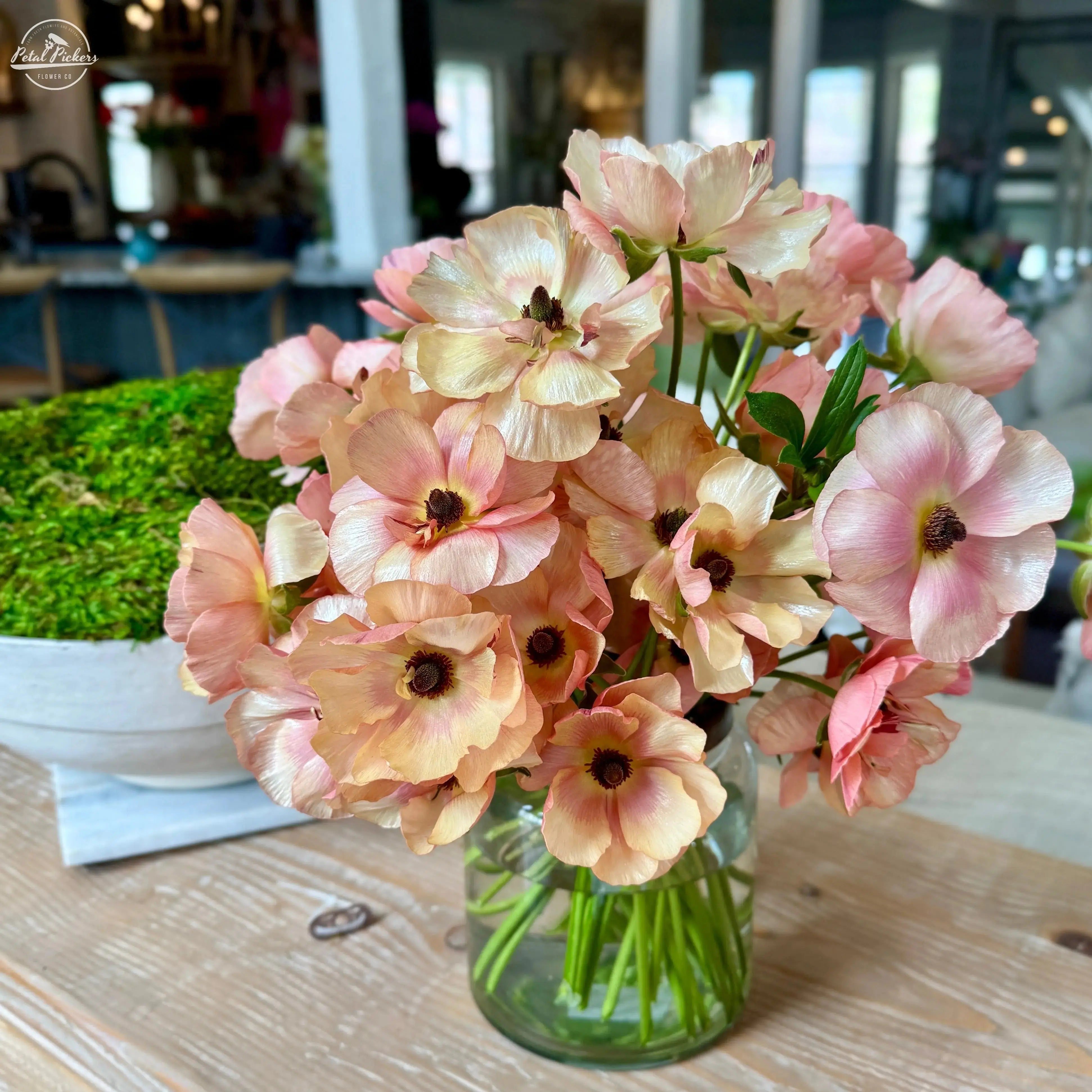 Moderna Ranunculus- Careza PetalPickers