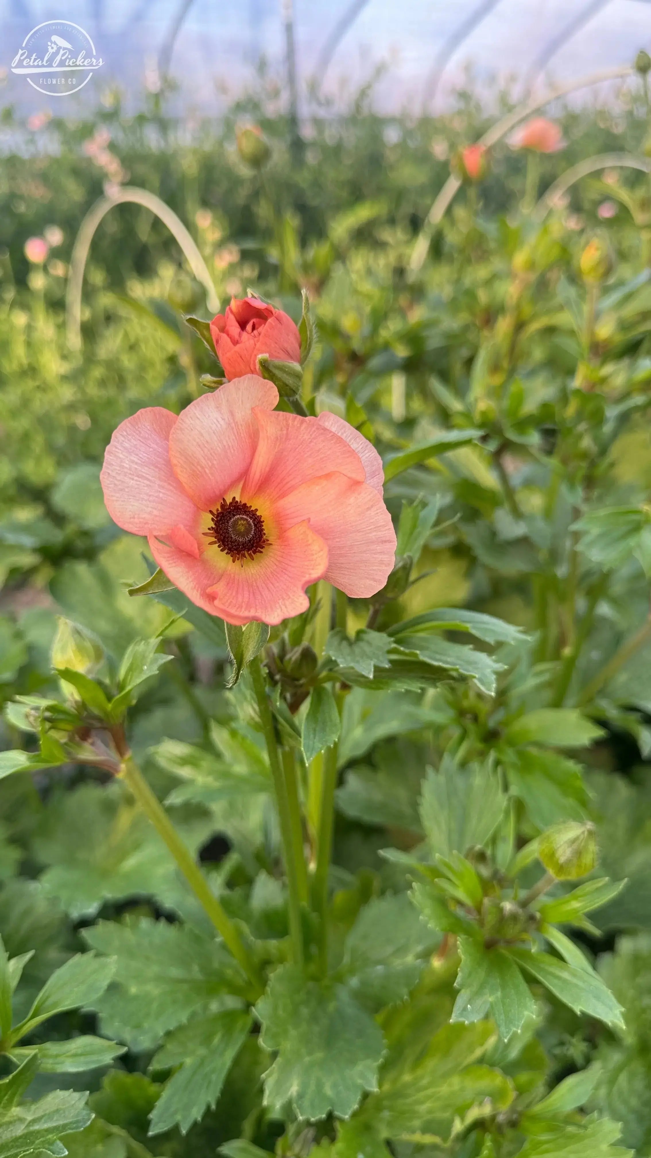 Moderna Ranunculus- Careza PetalPickers
