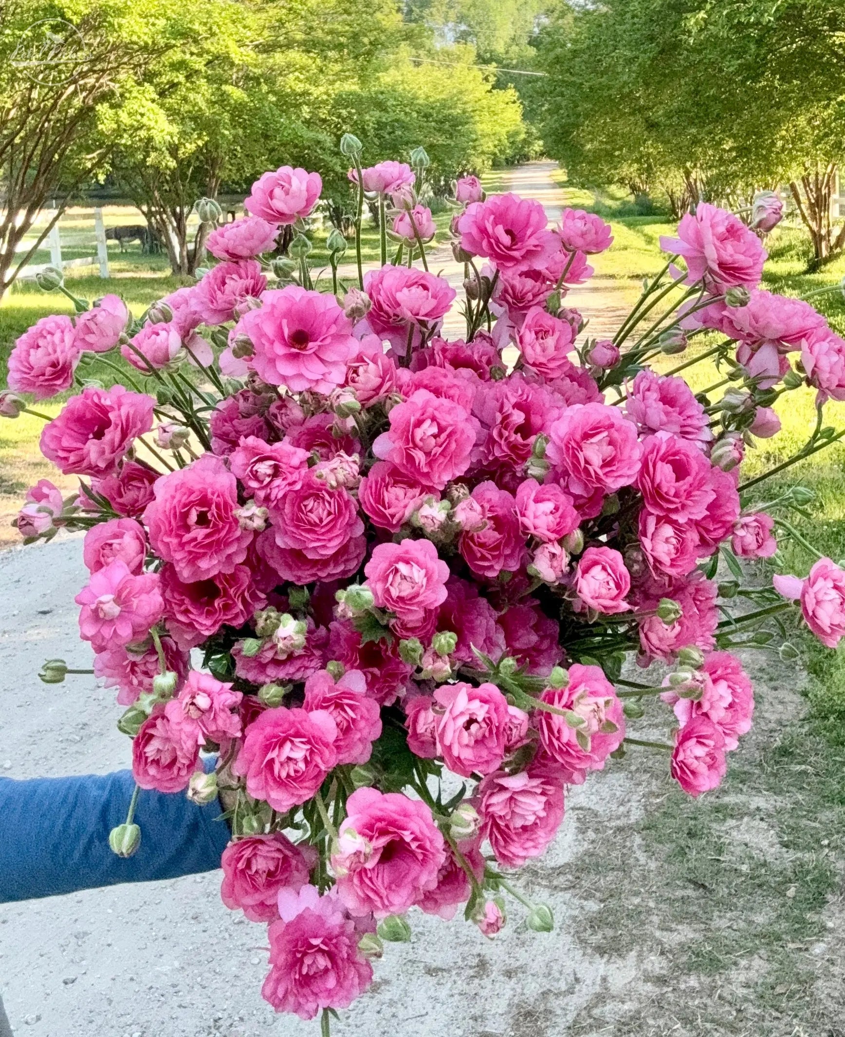 Moderna Ranunculus- Dolce PetalPickers