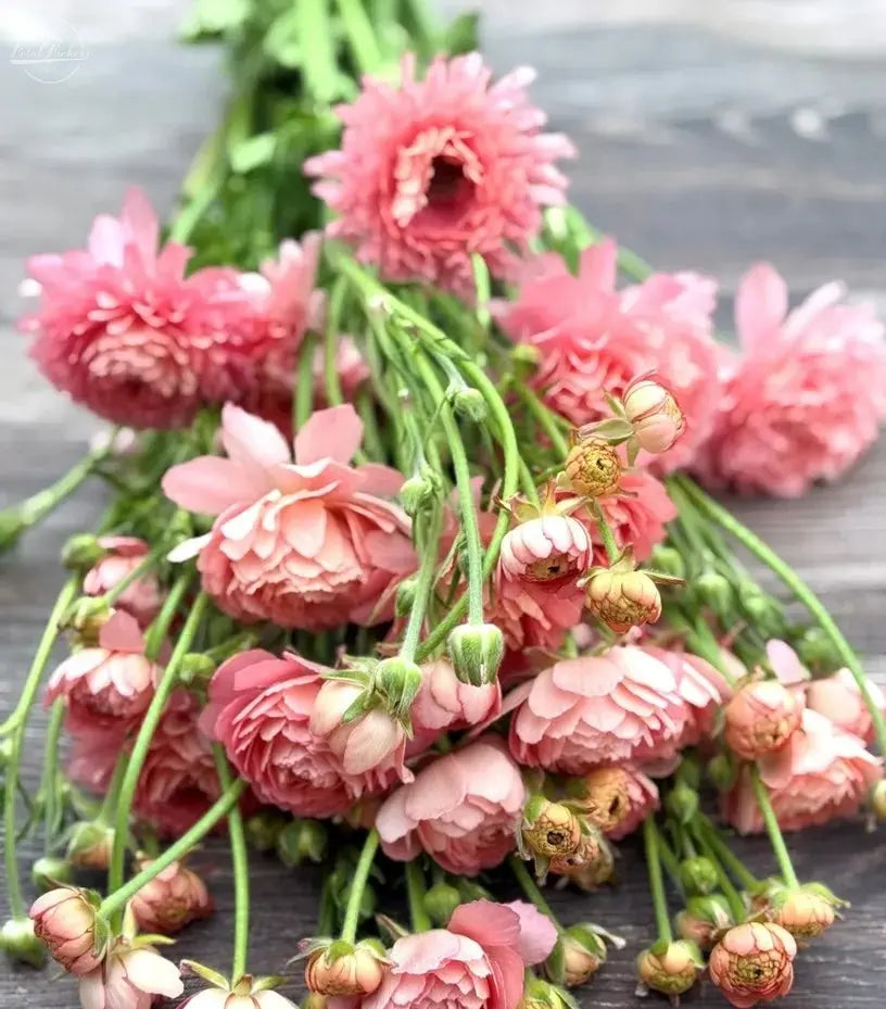 Moderna Ranunculus- Riviera PetalPickers