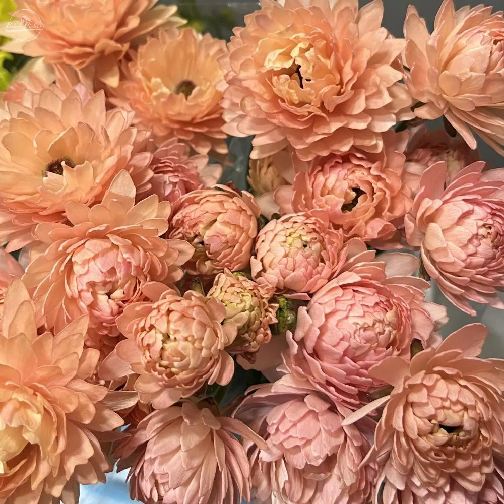 Moderna Ranunculus- Riviera PetalPickers