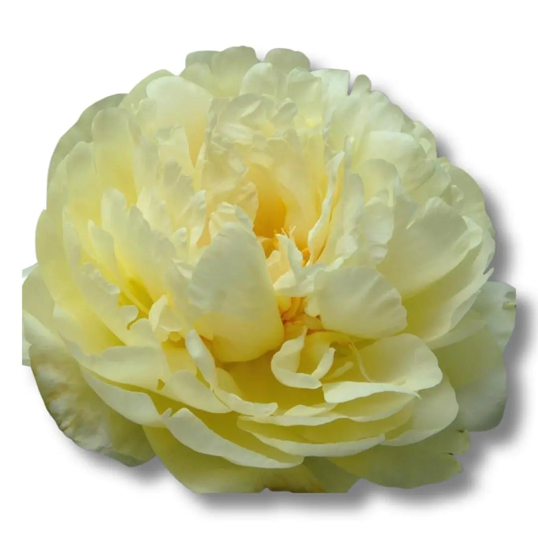 Peony Roots- Lemon Chiffon (1 Bareroot) PetalPickers RETAIL