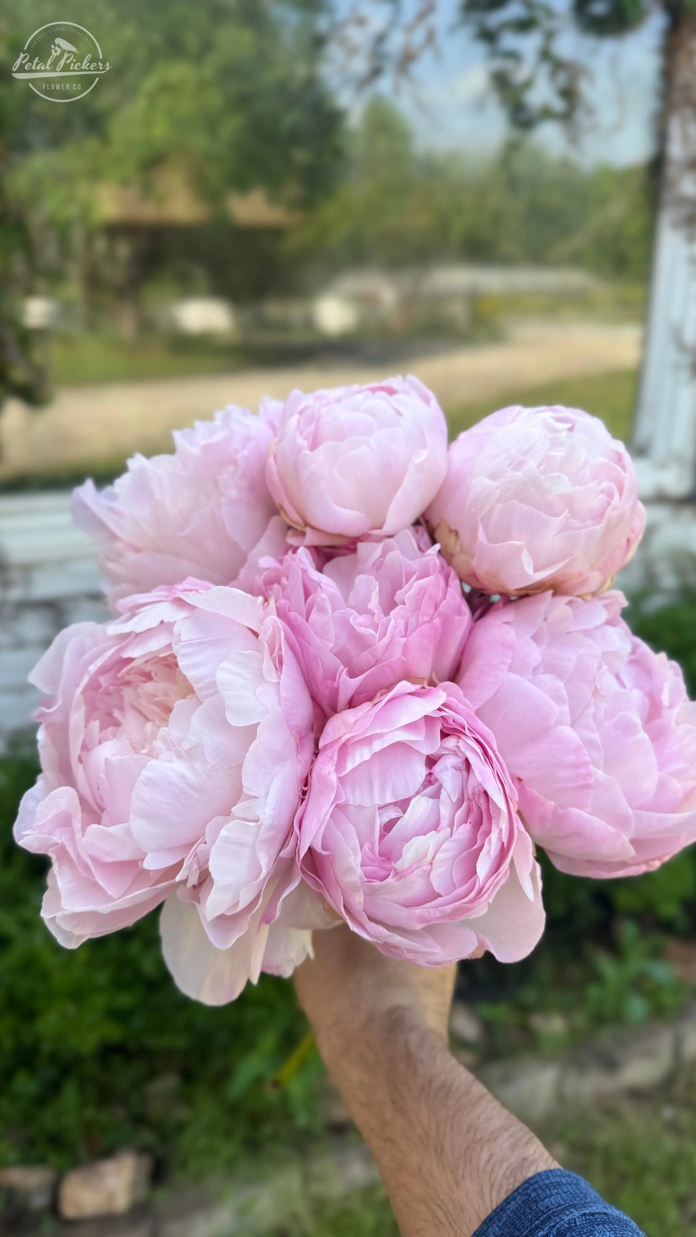 Peony Roots- Nancy Nora (1 Bareroot) PetalPickers
