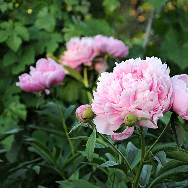 Peony Roots- Sarah Bernhardt PetalPickers