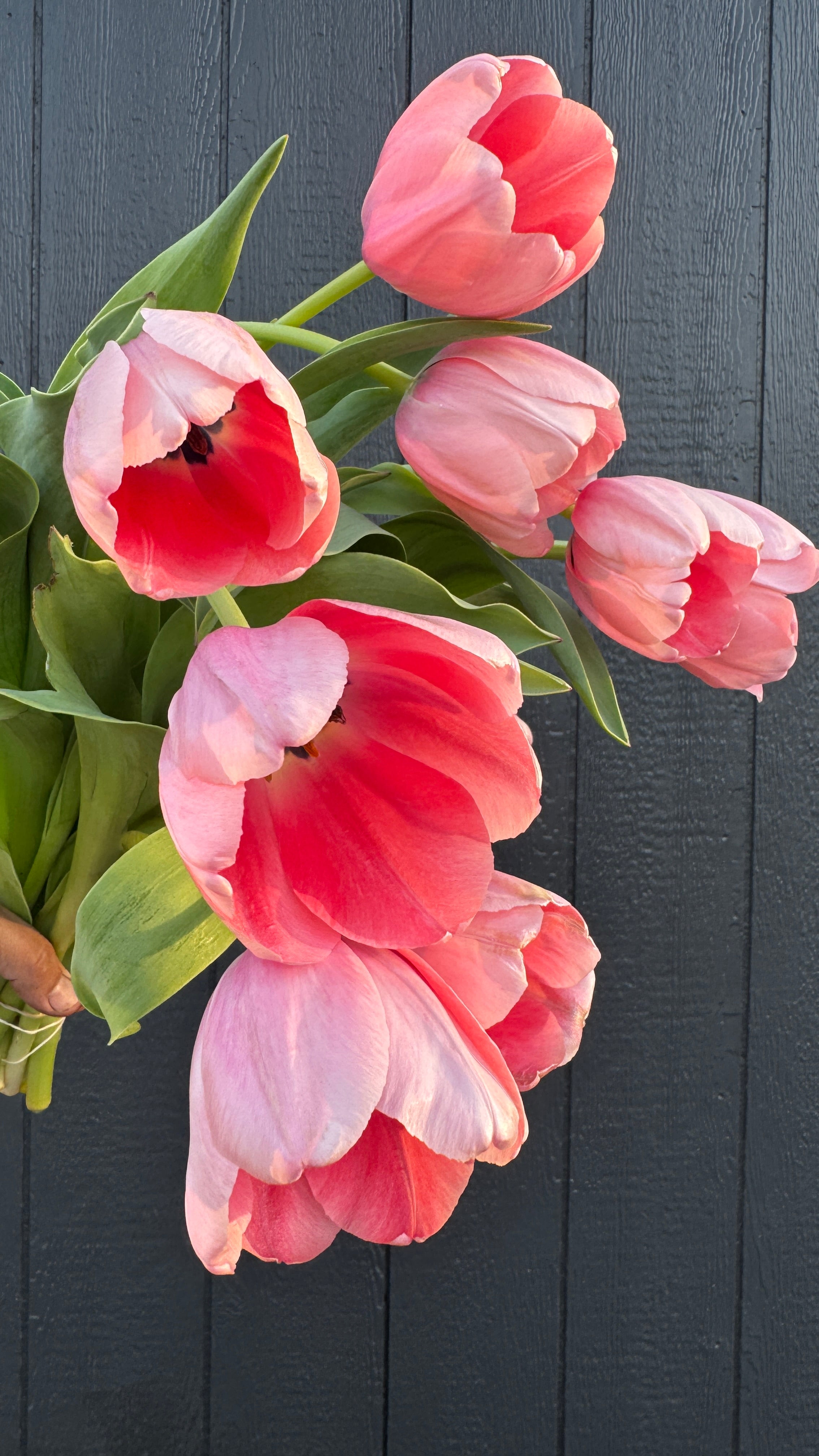 Tulip- Pink Impression (10 Pack)