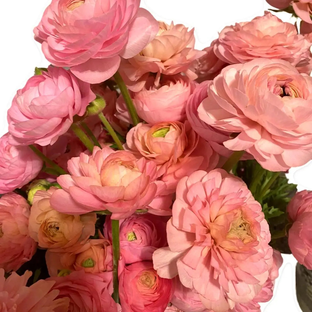 Ranunculus- Italian Pastello PetalPickers