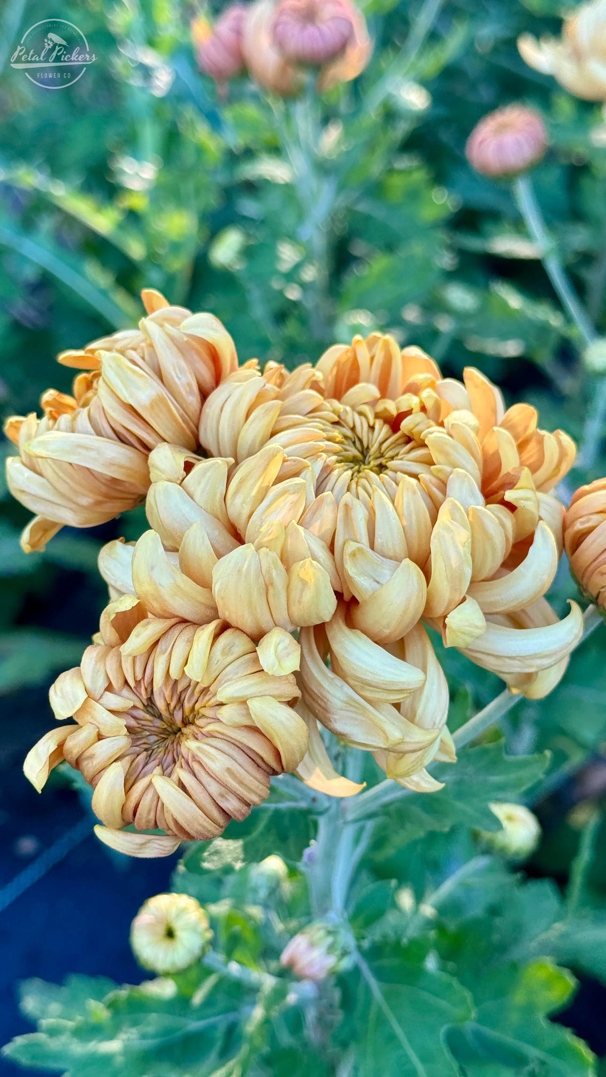 Rooted Cutting Heirloom Mum- Apricot Alexis 2pk PetalPickers RETAIL