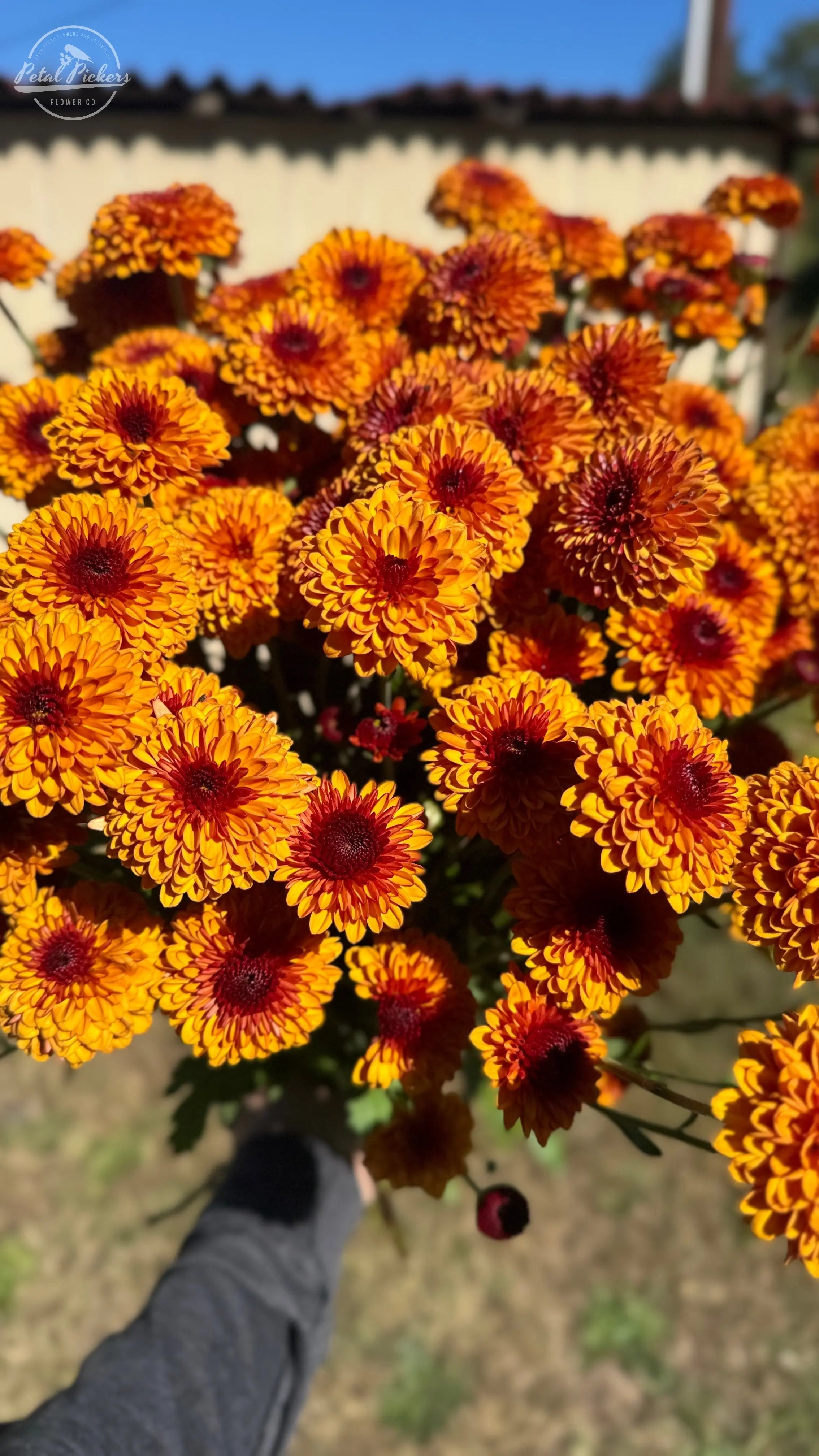 Rooted Cutting Heirloom Mum- Kelvin Tattoo 2pk PetalPickers RETAIL