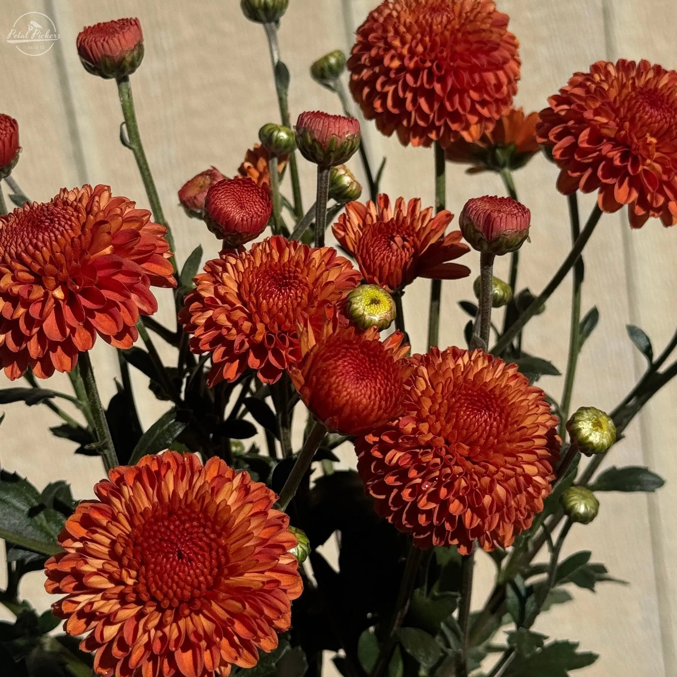 Rooted Cutting Heirloom Mum- Kevin Mandarin 2pk PetalPickers RETAIL