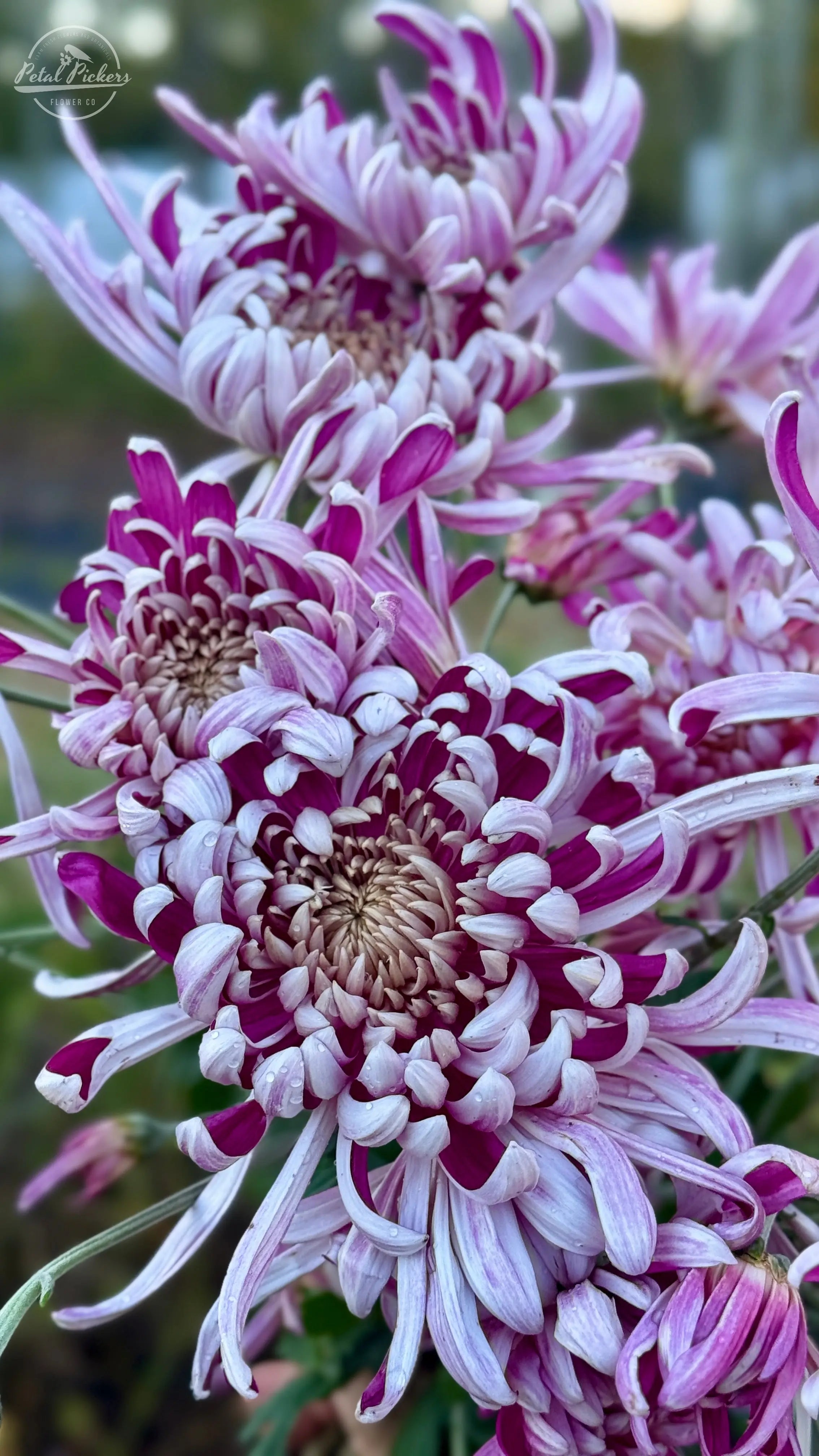 Rooted Cutting Heirloom Mum- Kokka Bunmi 2pk PetalPickers RETAIL